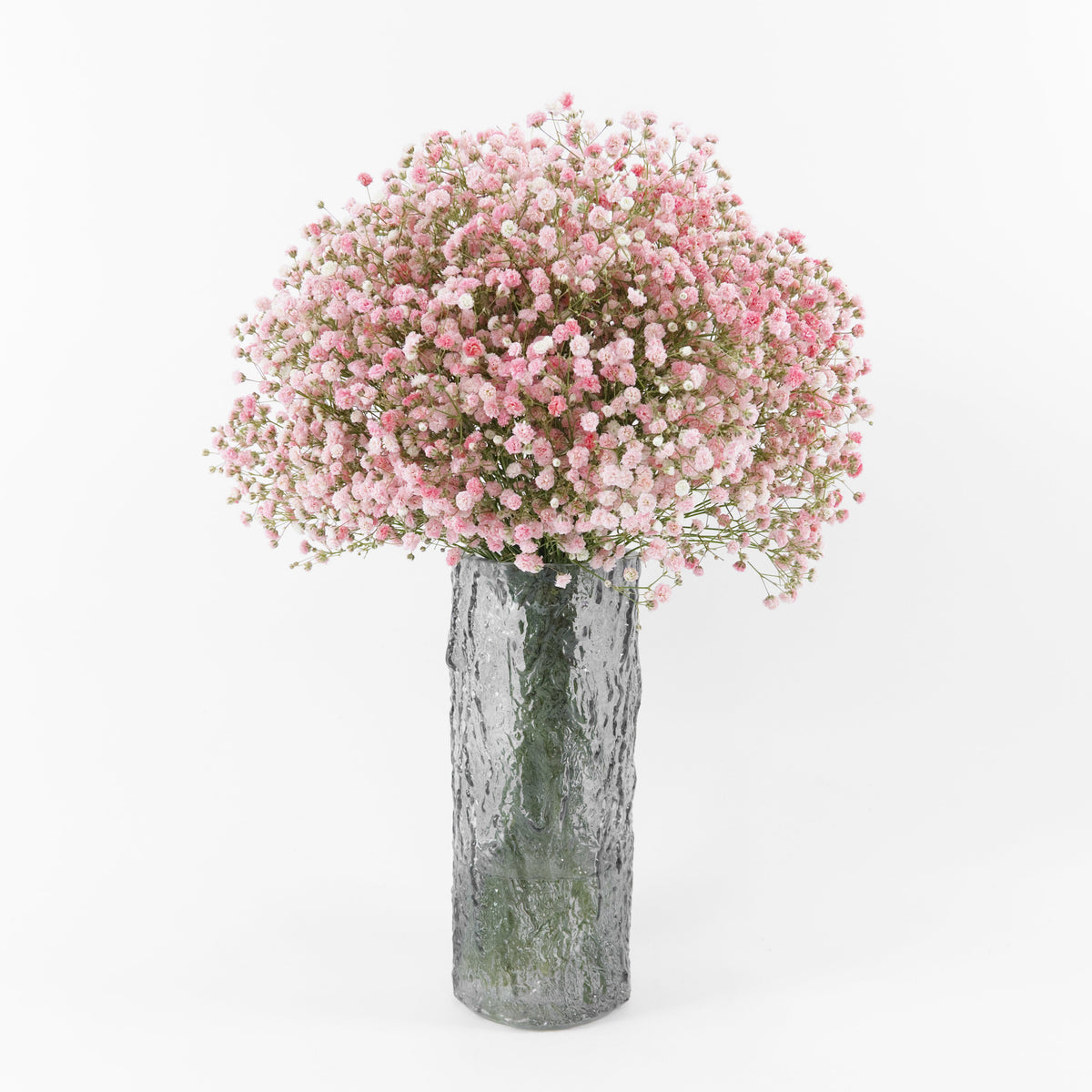 Gypsophila Baby Breath - Pink China