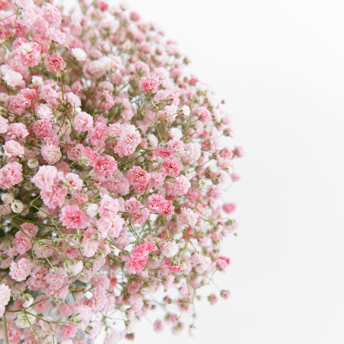 Gypsophila Baby Breath - Pink China