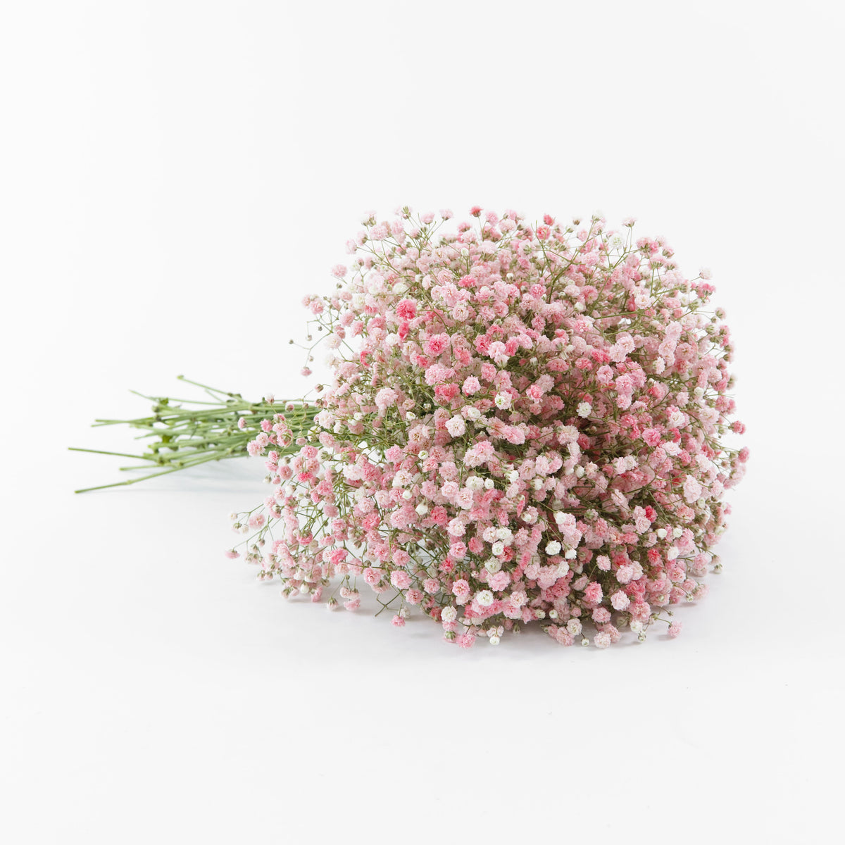 Gypsophila Baby Breath - Pink China