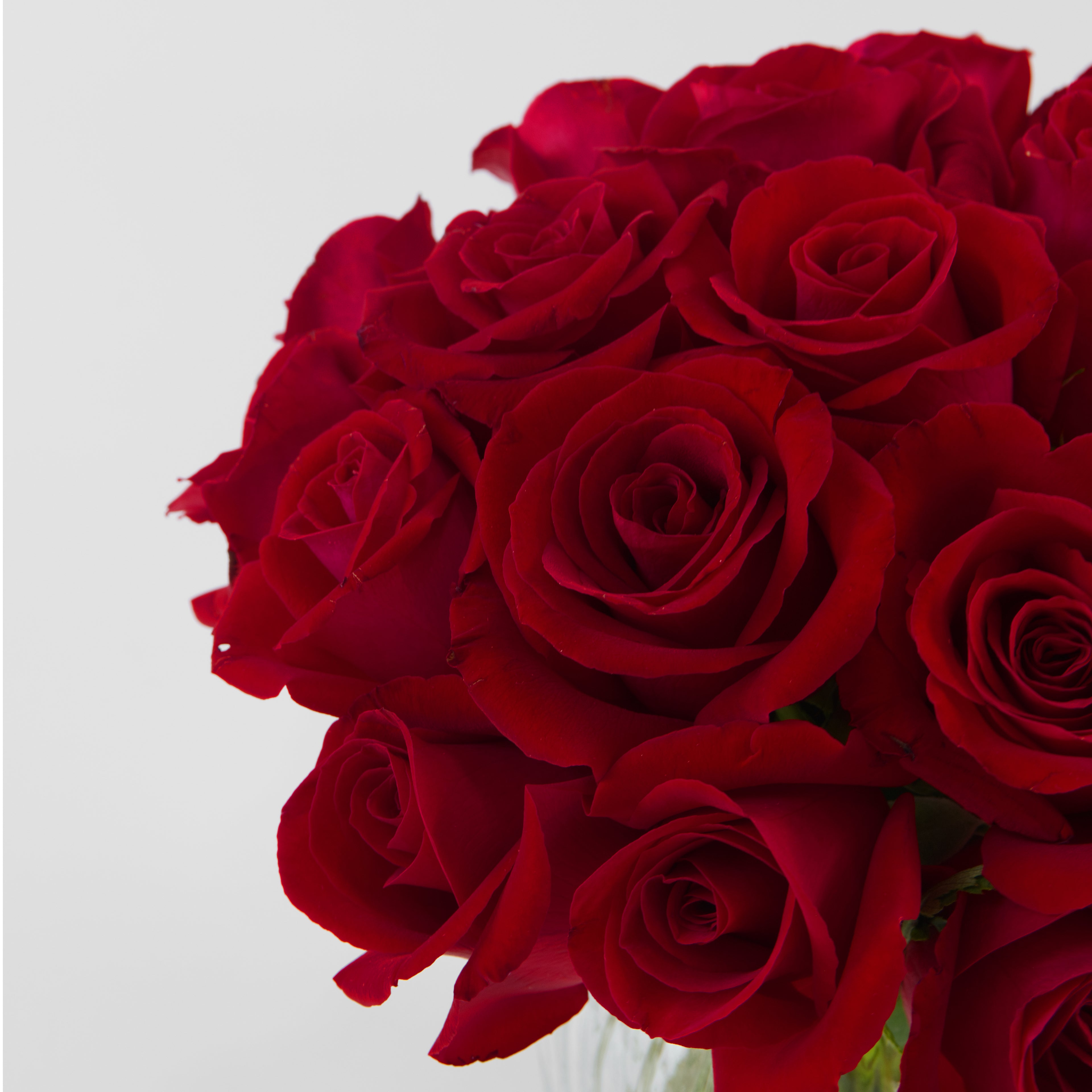 Bouquet of red roses on a light gray background
