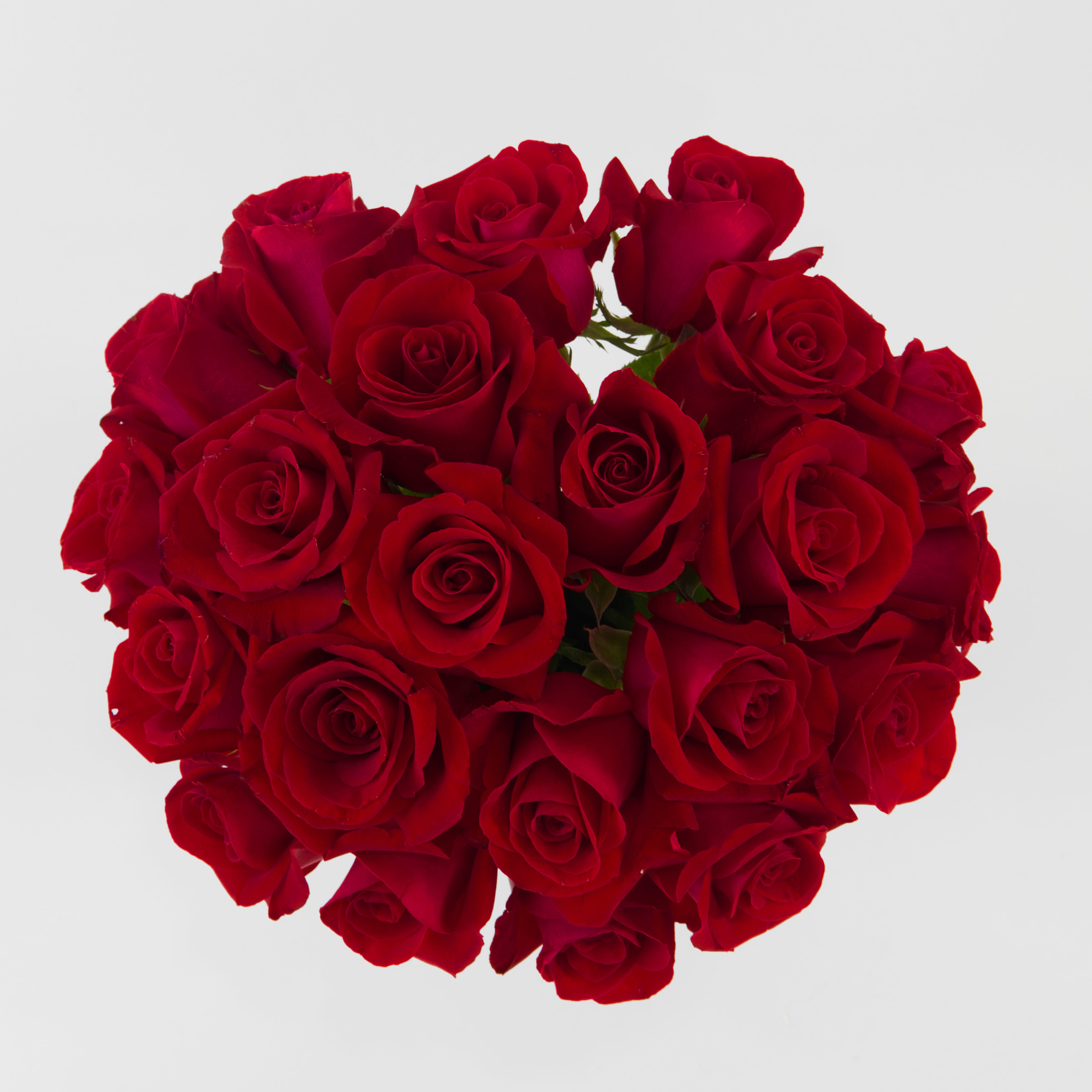 Bouquet of red roses on a light gray background