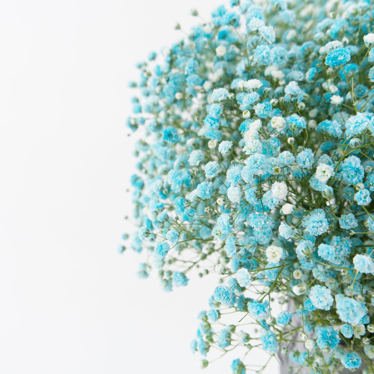 Gypsophila Baby Breath - Blue China