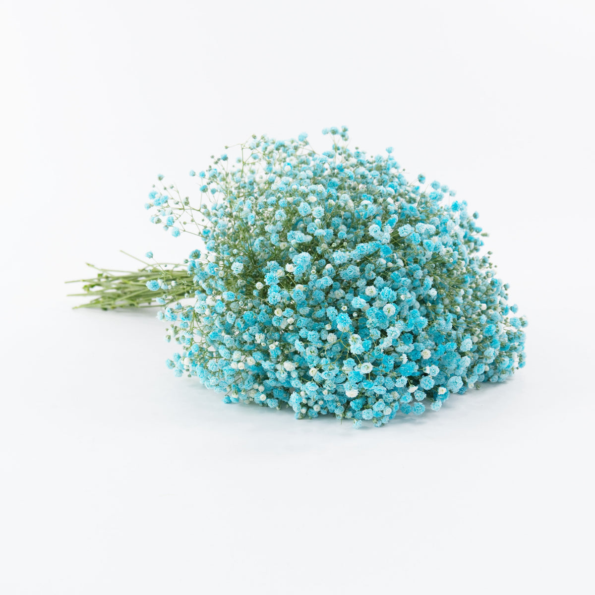 Gypsophila Baby Breath - Blue China
