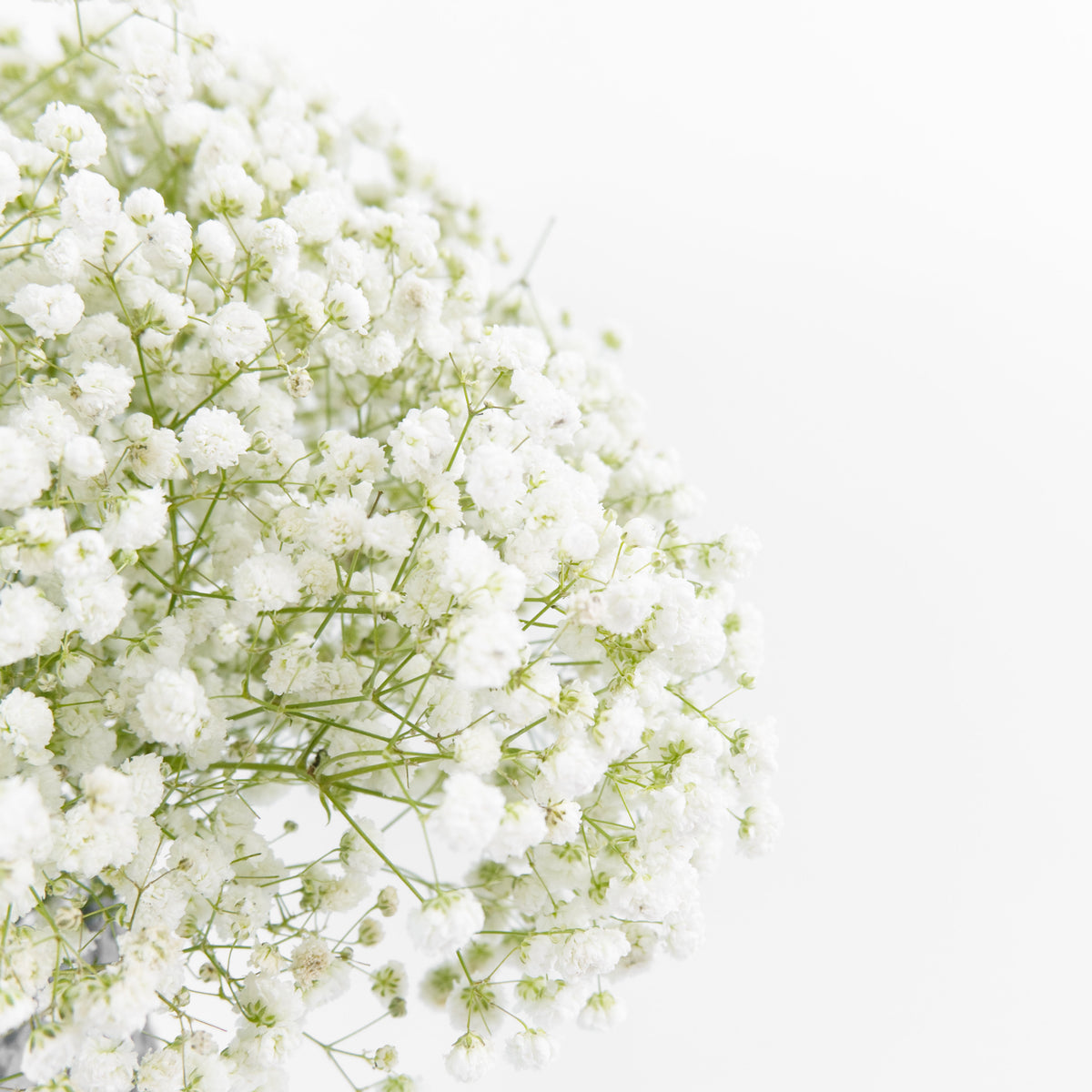 Gypsophila Baby Breath - White China