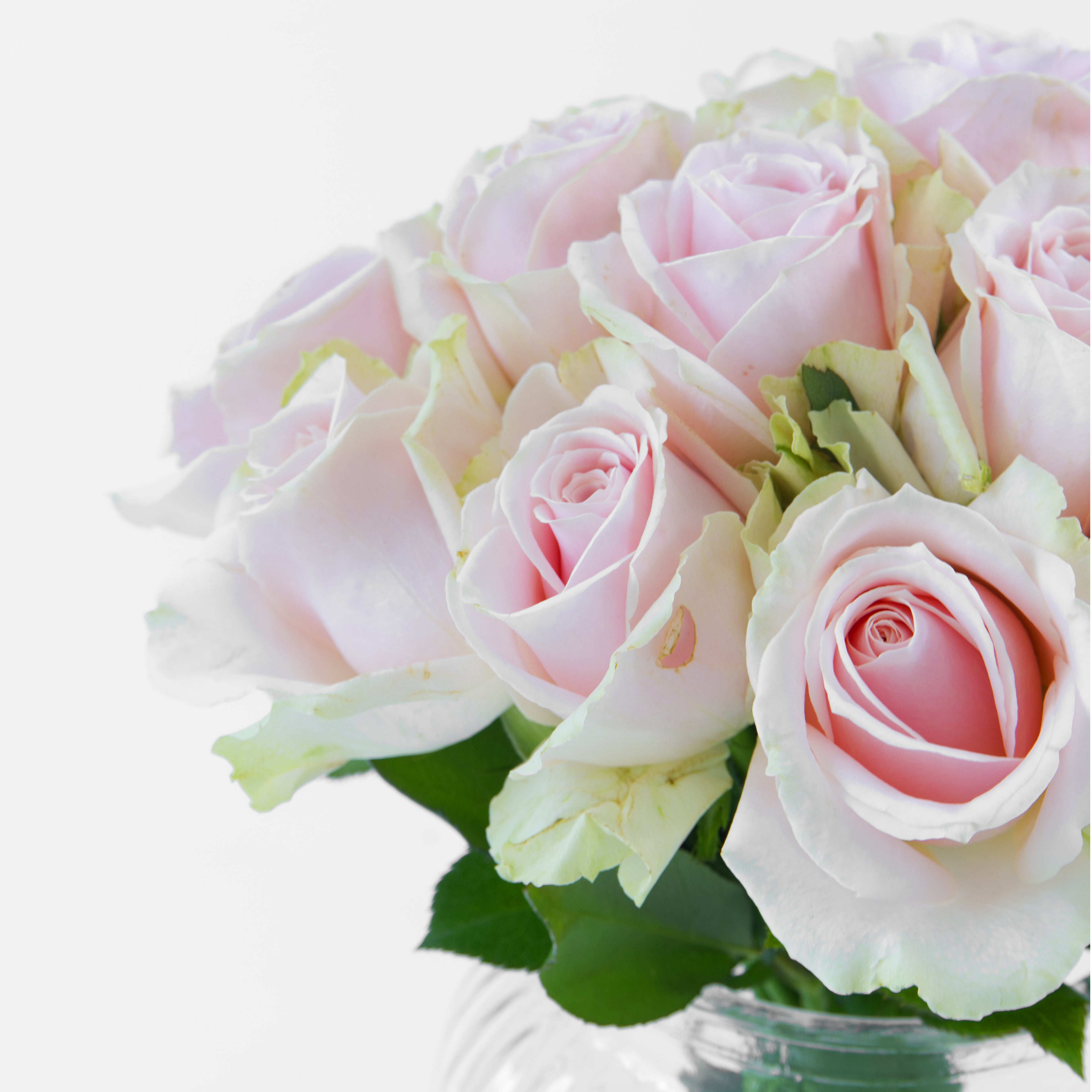 Bouquet of pink roses with green leaves in a clear vase on a white background
