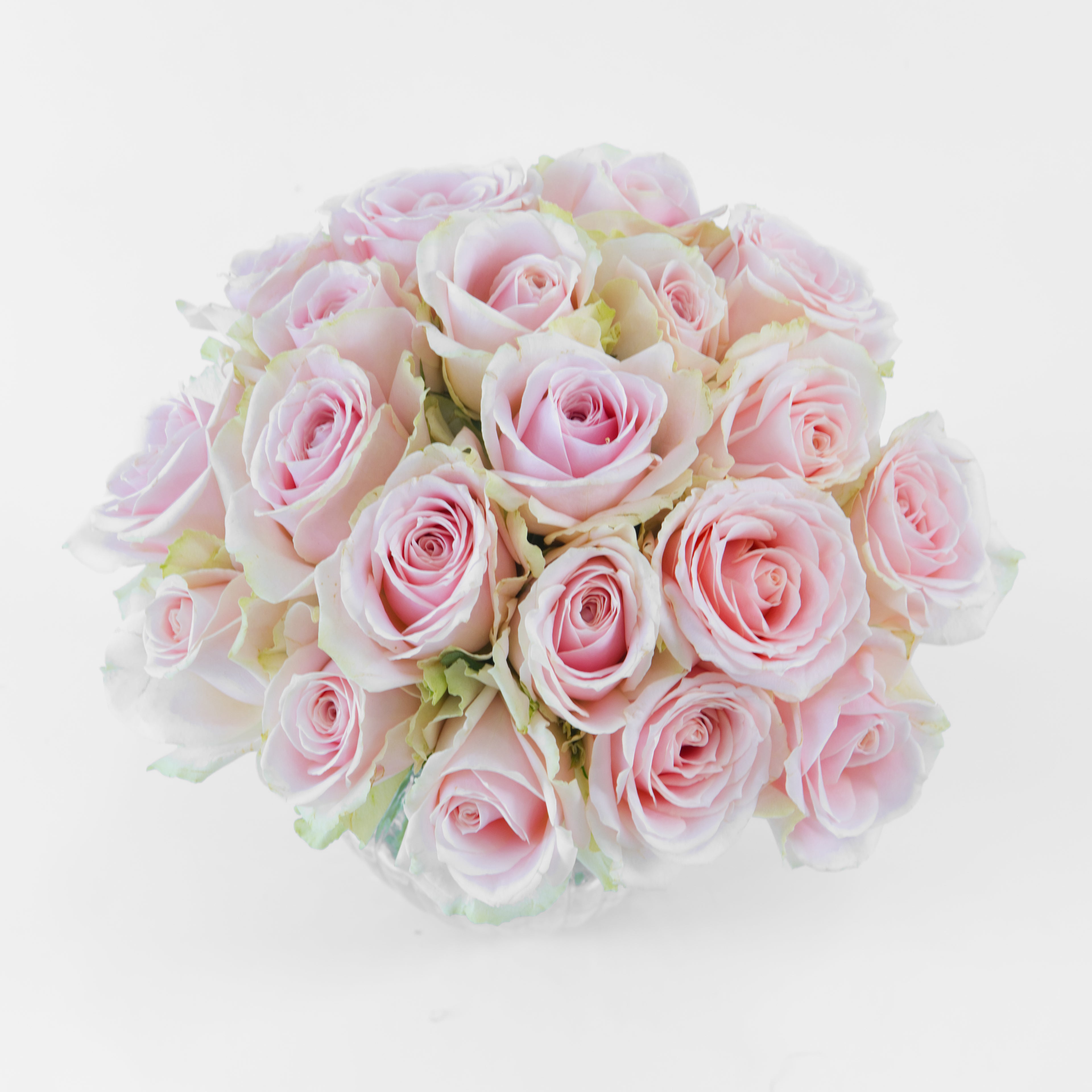 Bouquet of pink roses on a white background