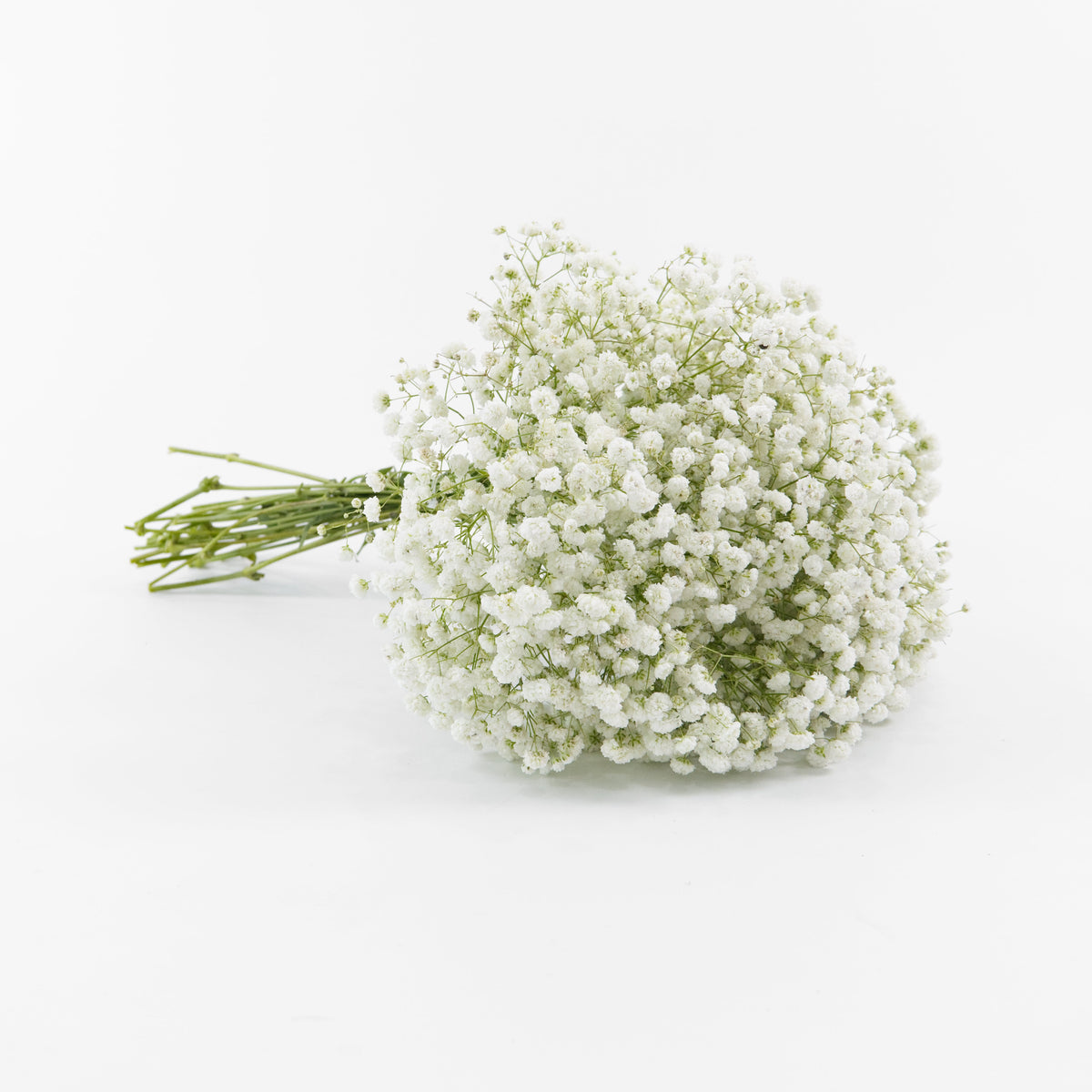 Gypsophila Baby Breath - White China