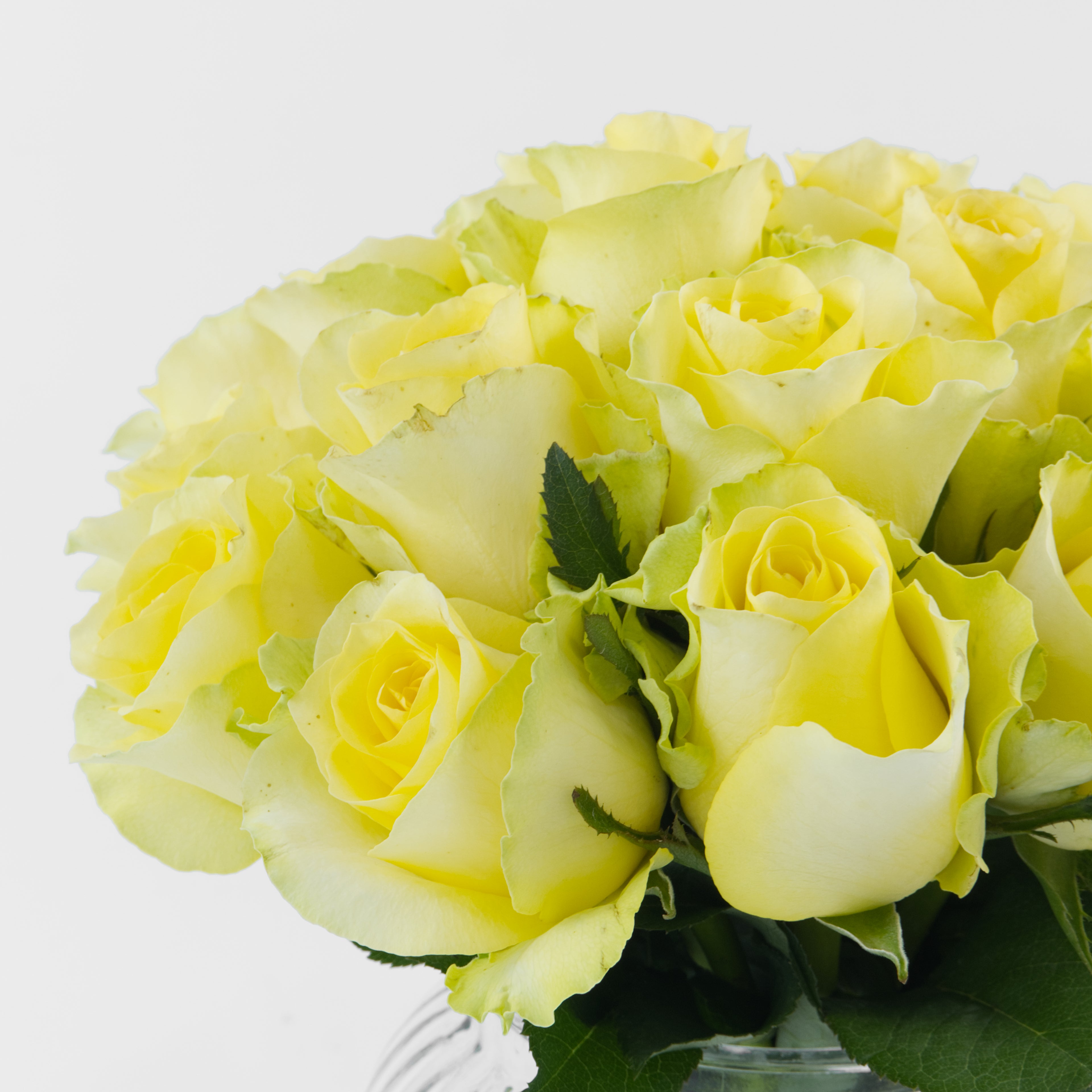Bouquet of yellow roses on a white background