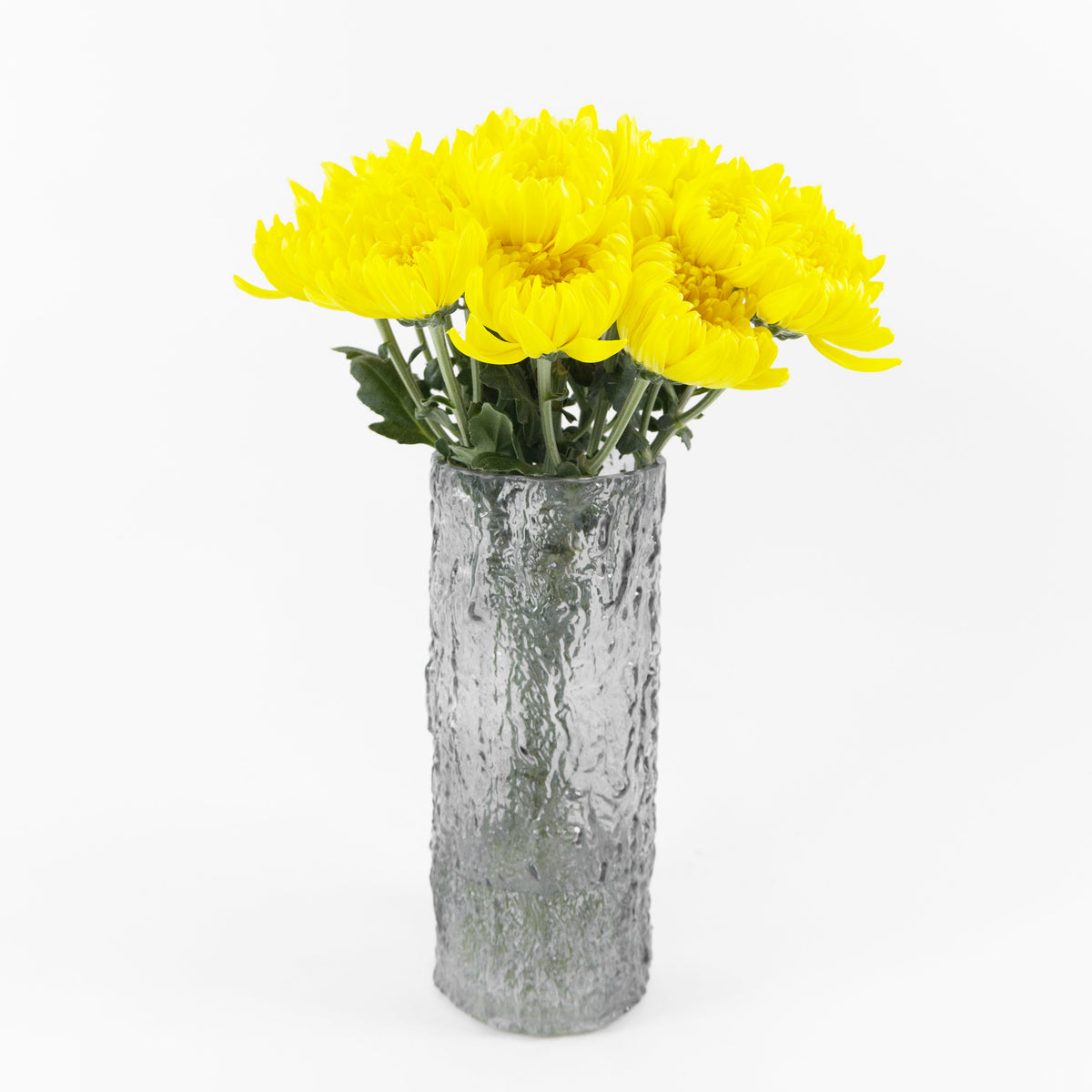 Chrysanthemum Net Mum (3) - Yellow Malaysia