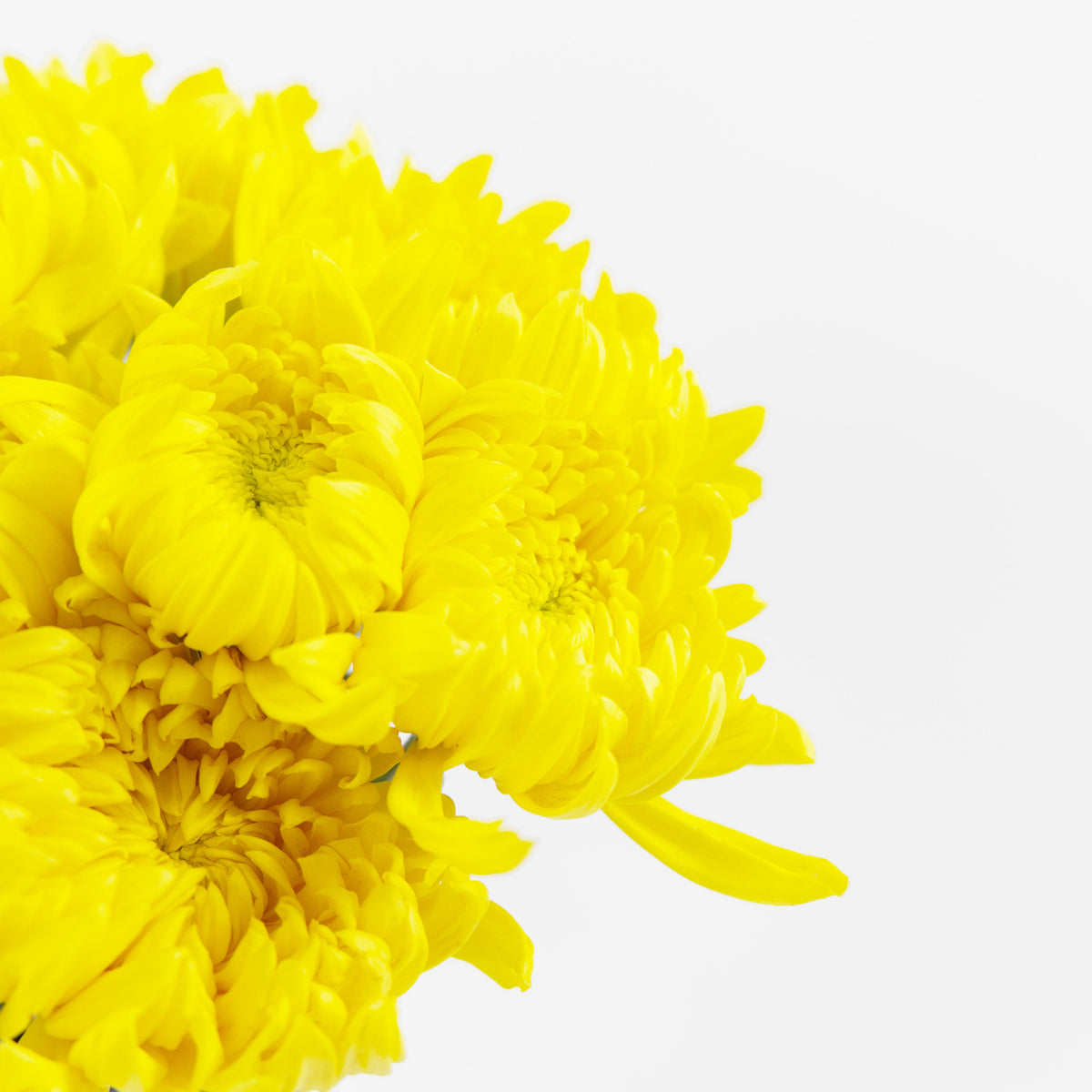 Chrysanthemum Net Mum (3) - Yellow Malaysia