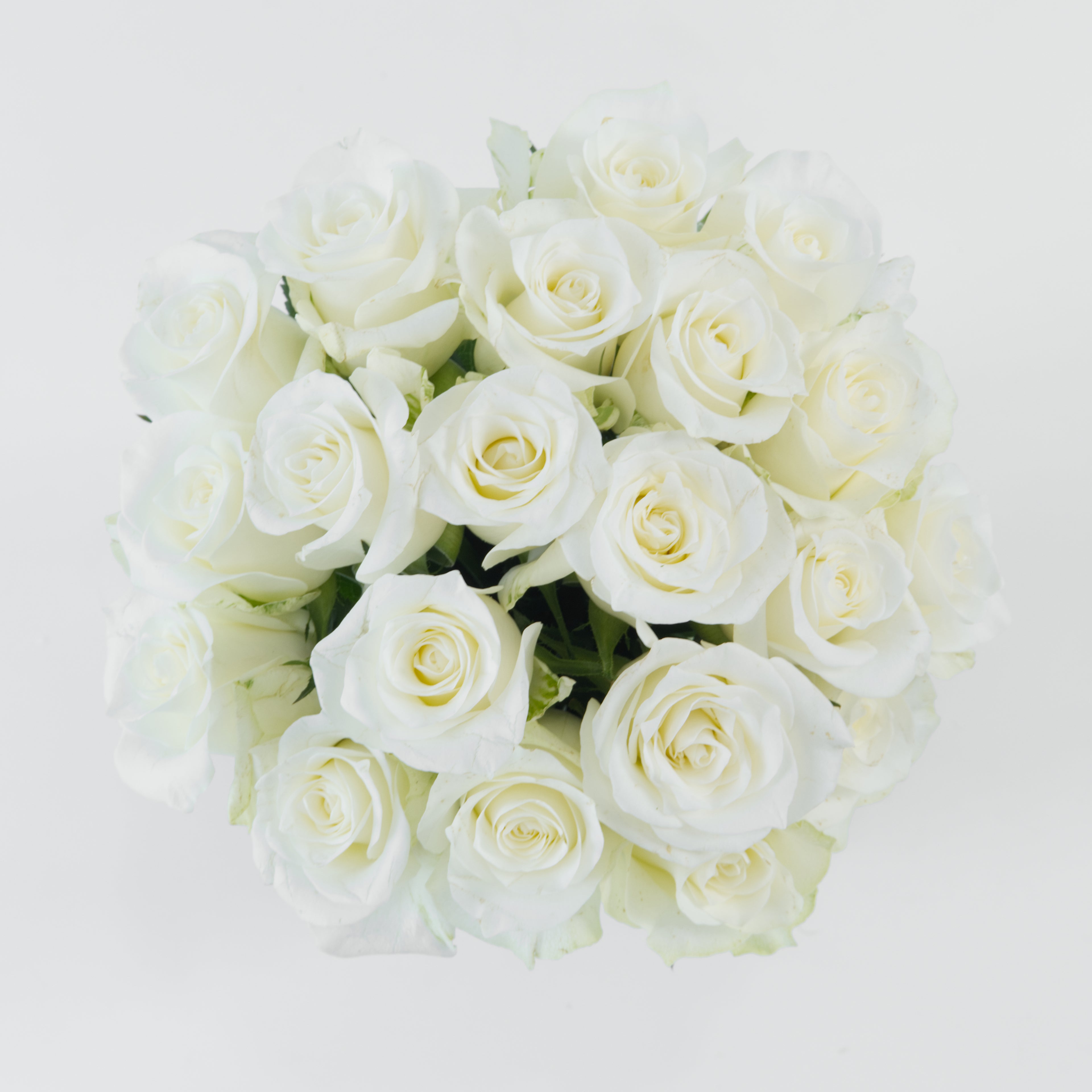 Bouquet of white roses on a light gray background
