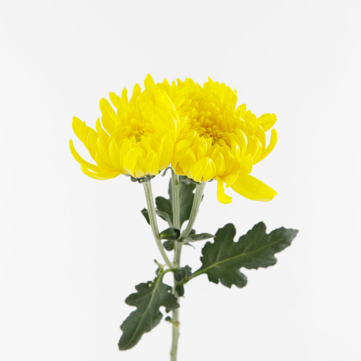 Chrysanthemum Net Mum (3) - Yellow Malaysia