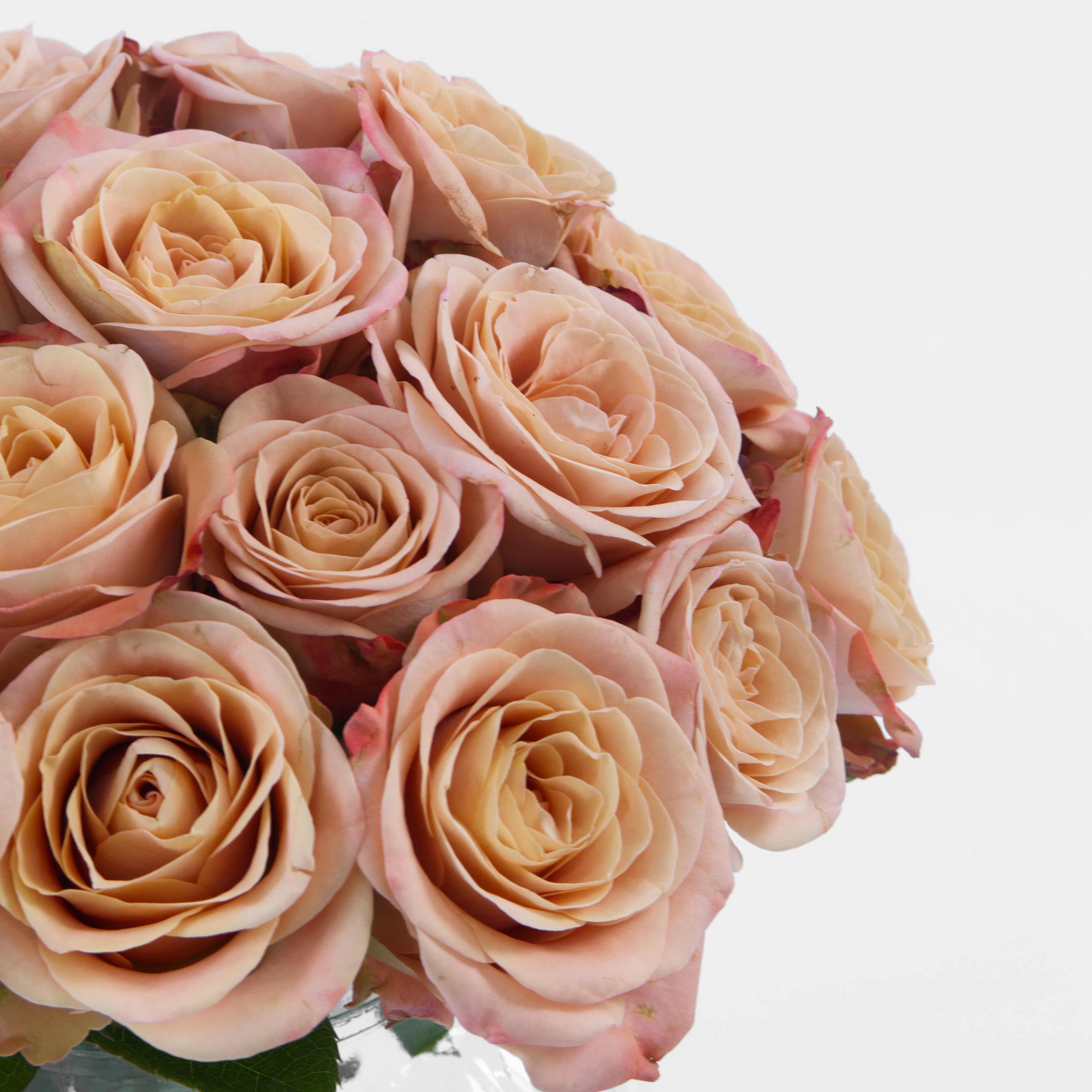 Bouquet of light pink roses on a white background