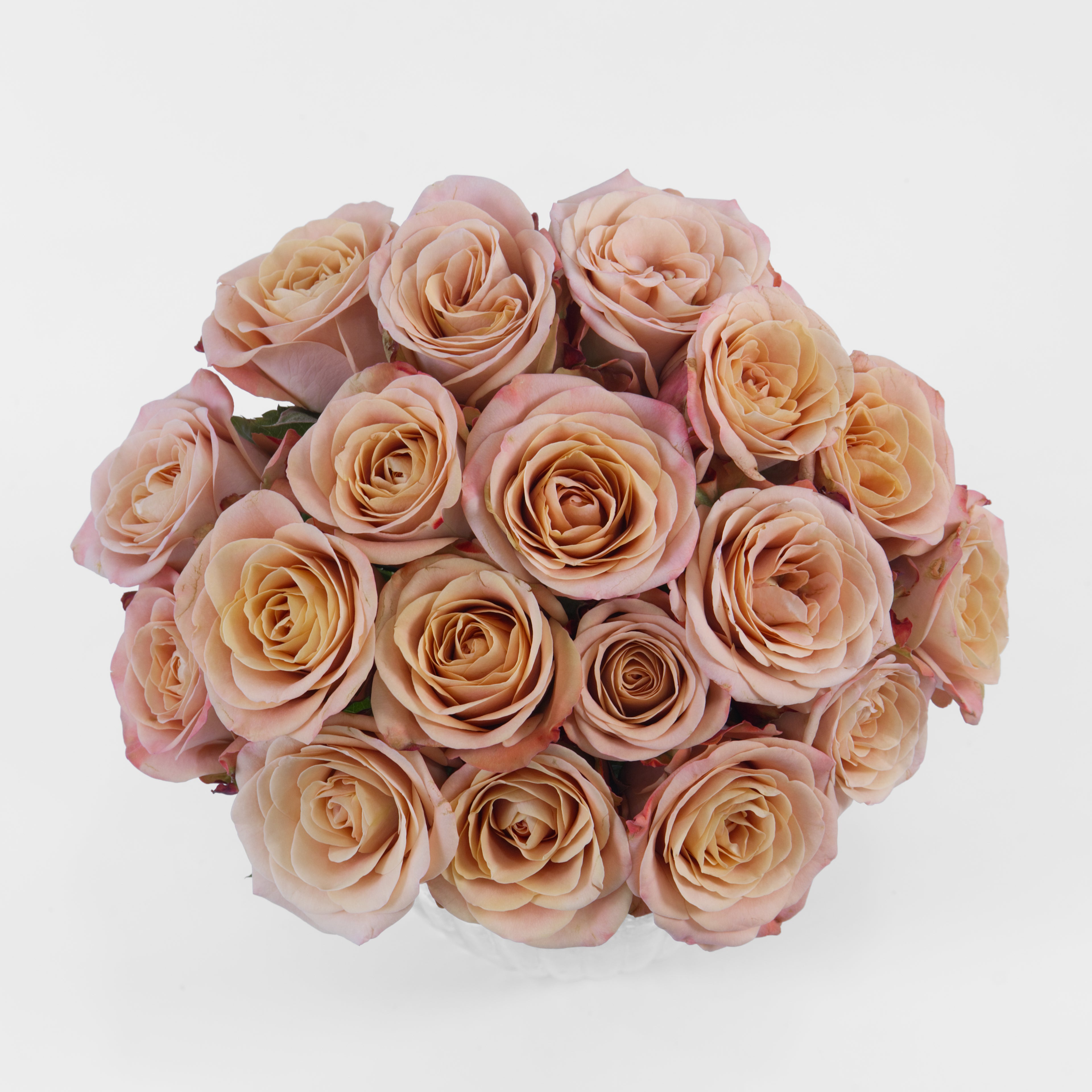Bouquet of light pink roses on a white background