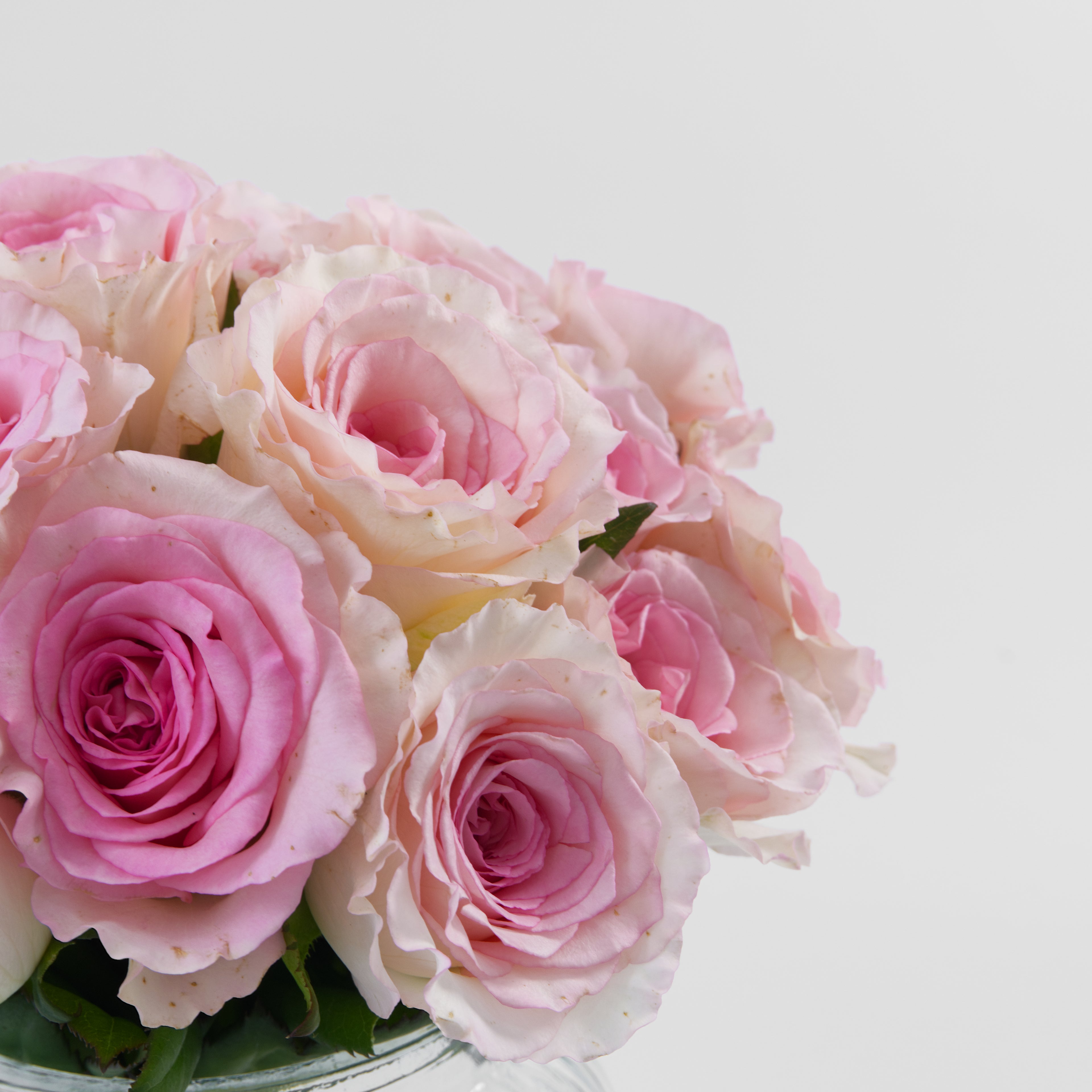 Bouquet of pink roses on a white background