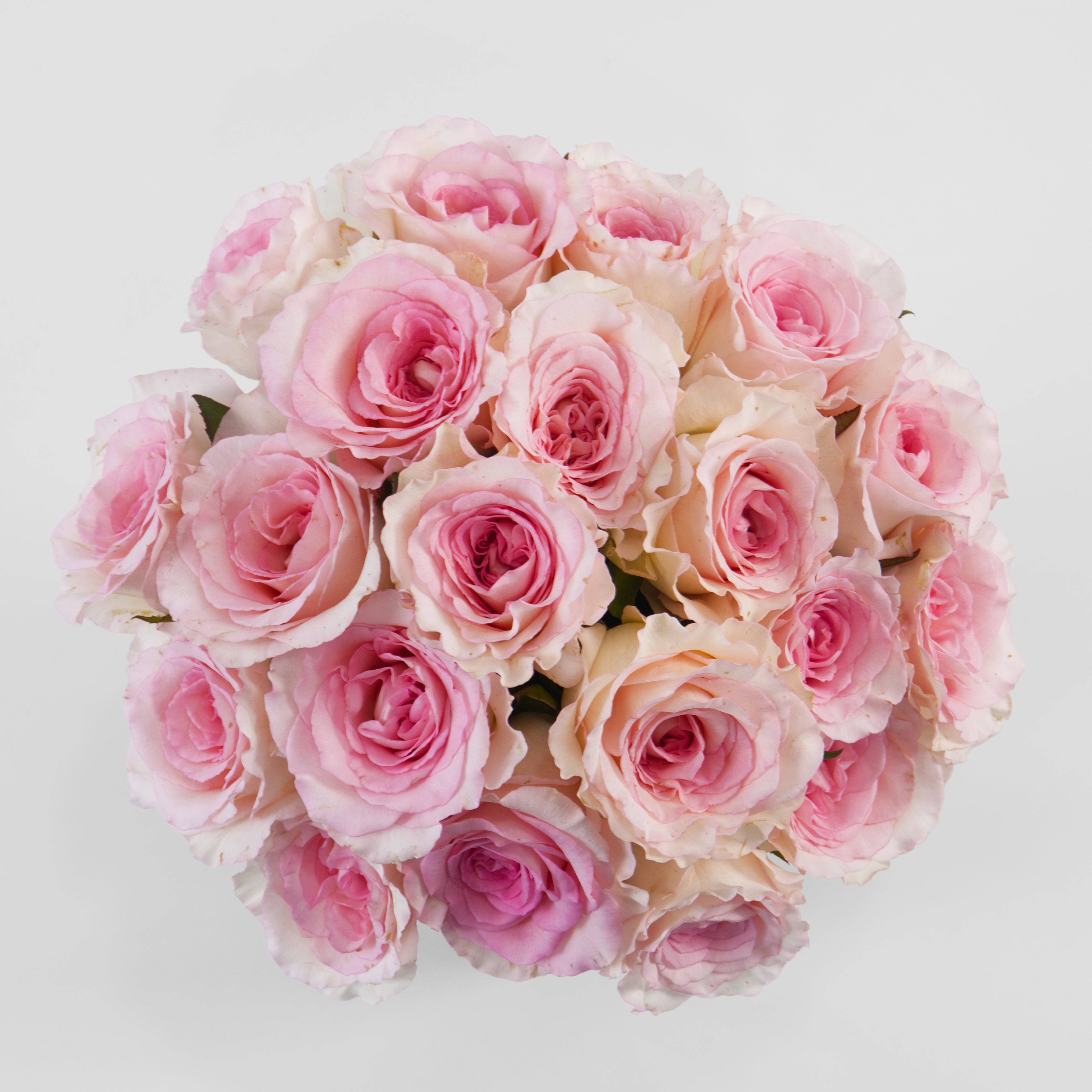 Bouquet of pink roses on a light gray background