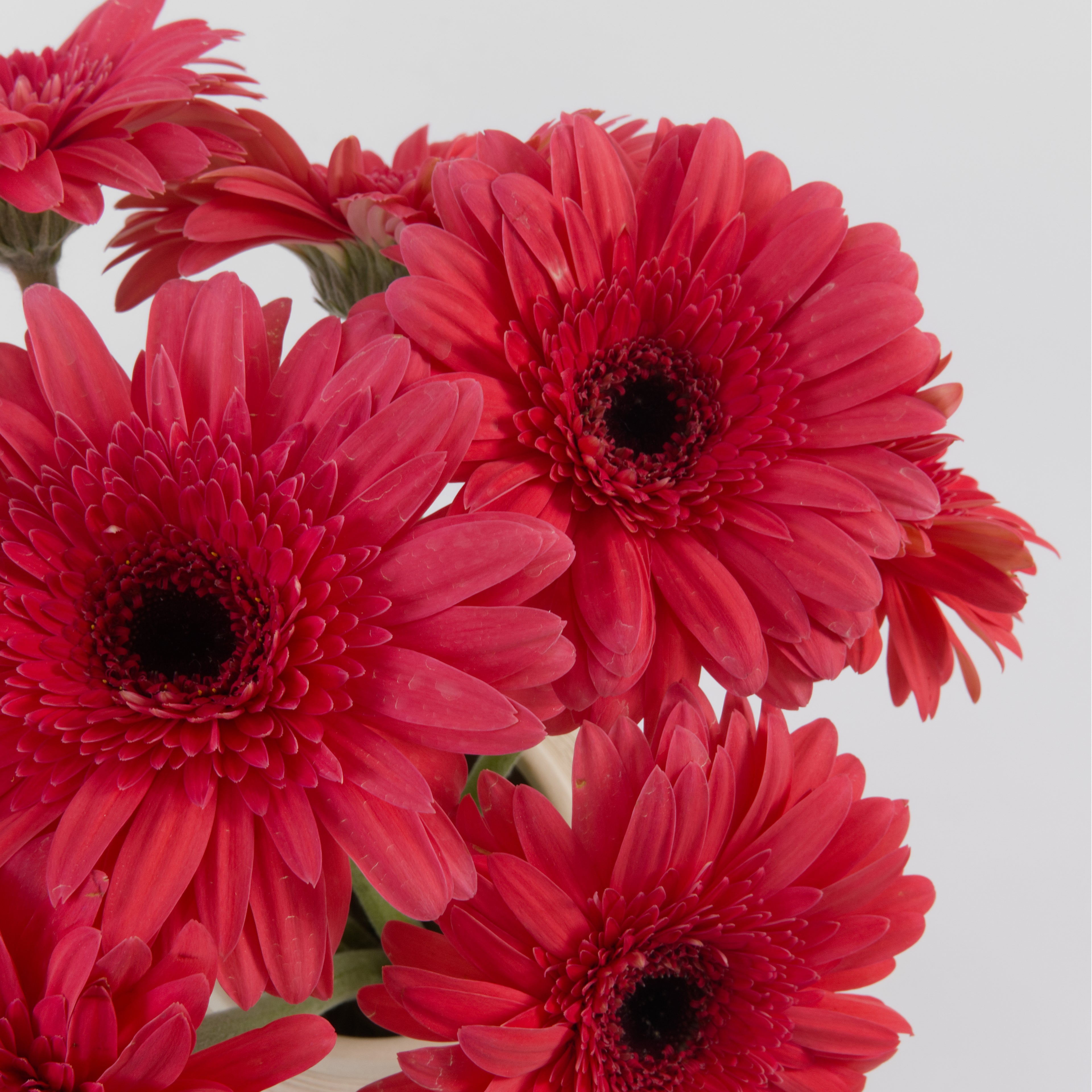 Bulk dark pink gerbera flowers for wholesale florists in KL and Selangor

