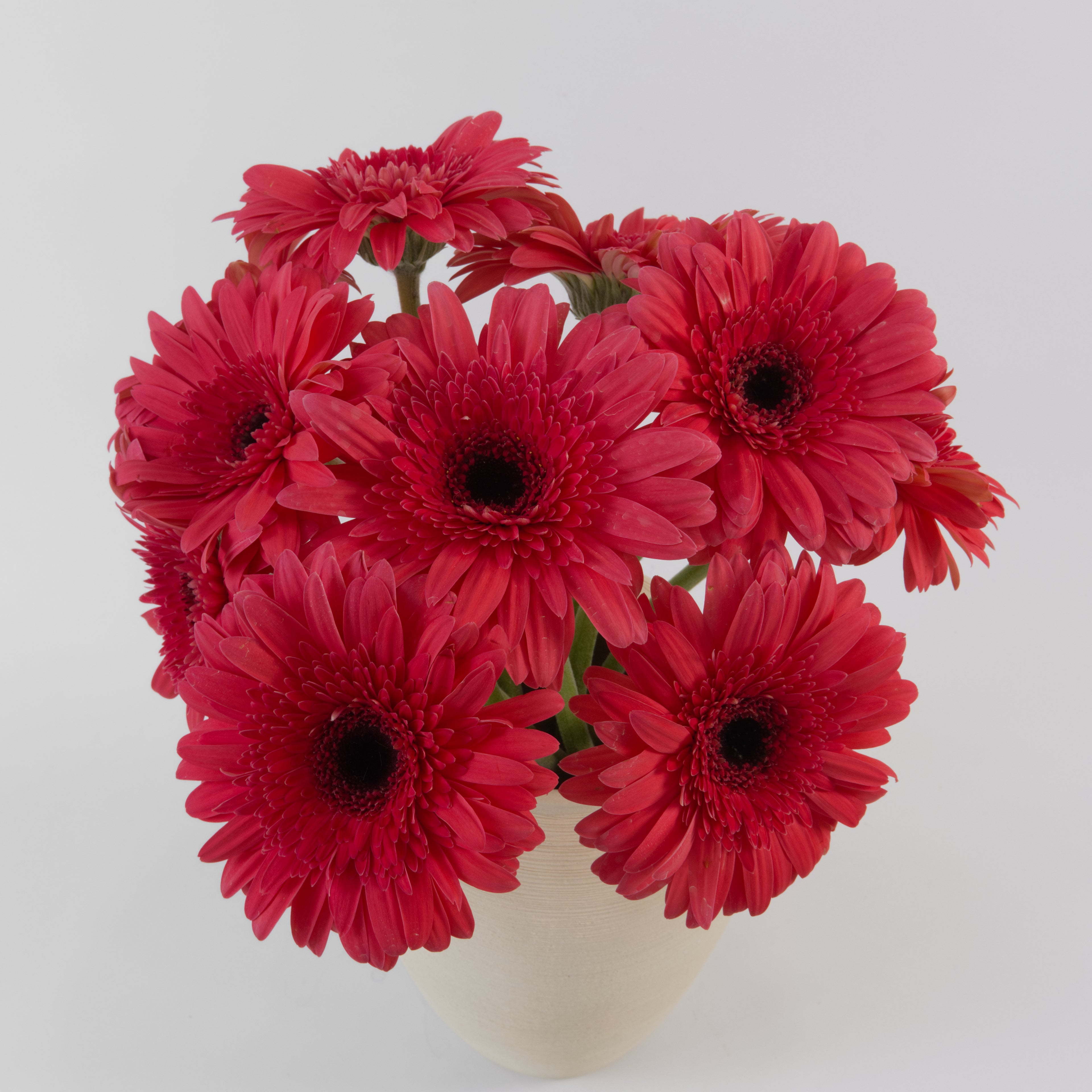 Close-up of a single dark pink gerbera bloom with deep petals
