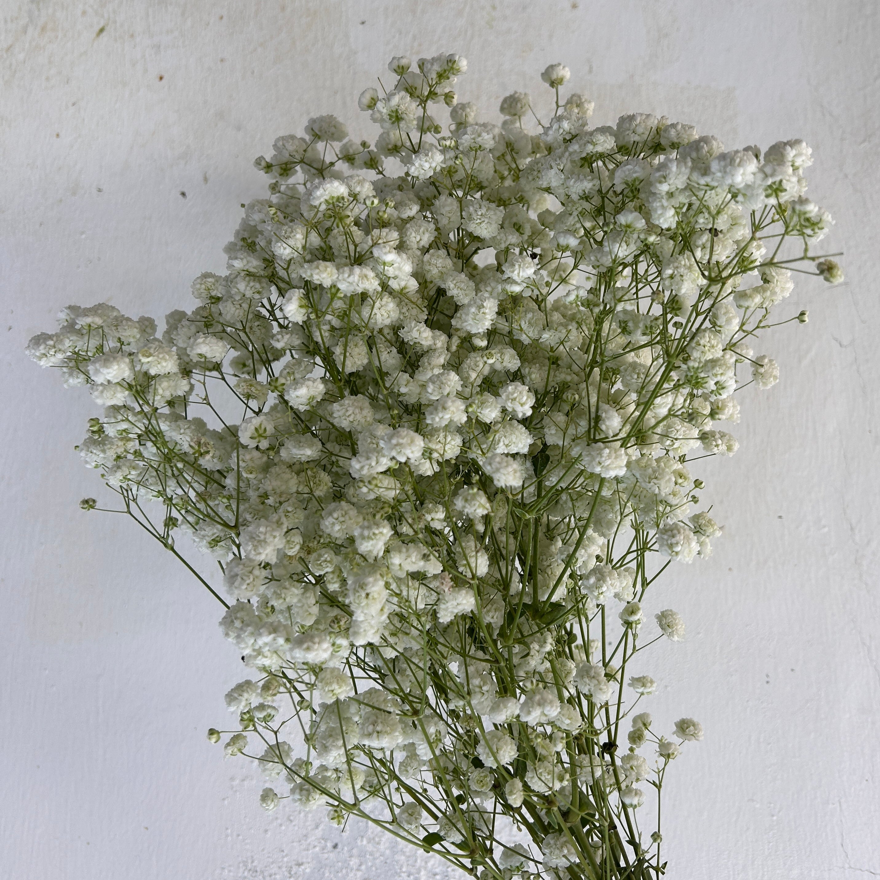 Bouquet of white baby's breath flowers against a light gray background