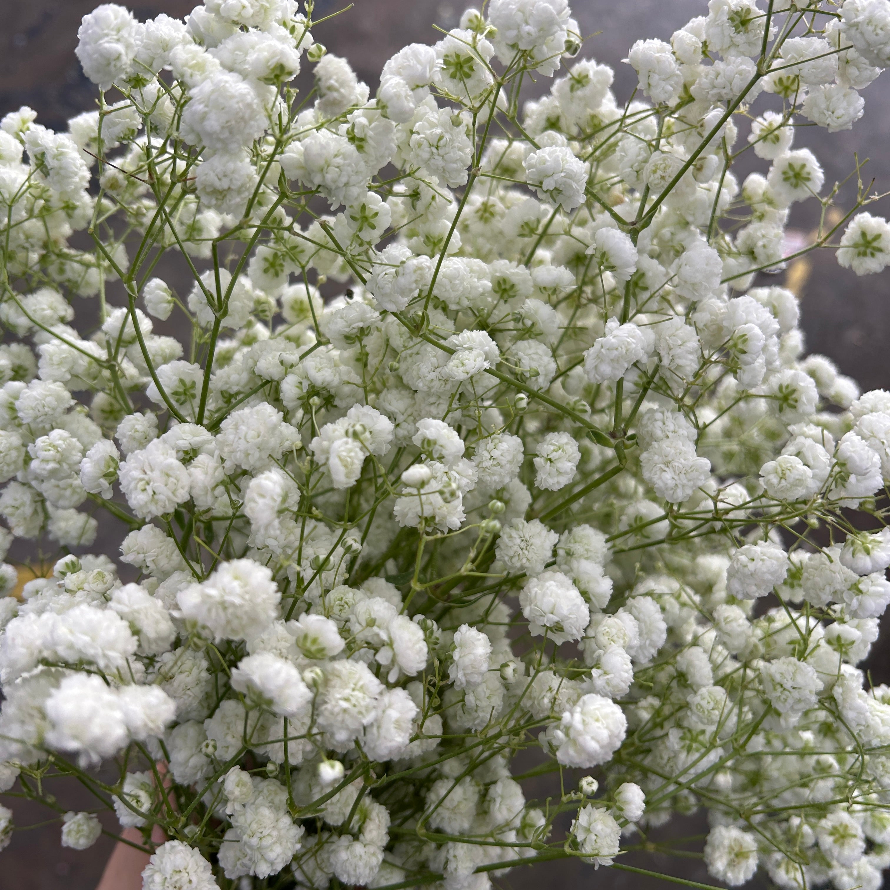 Close-up of a bouquet of white baby's breath flowers against a blurred background