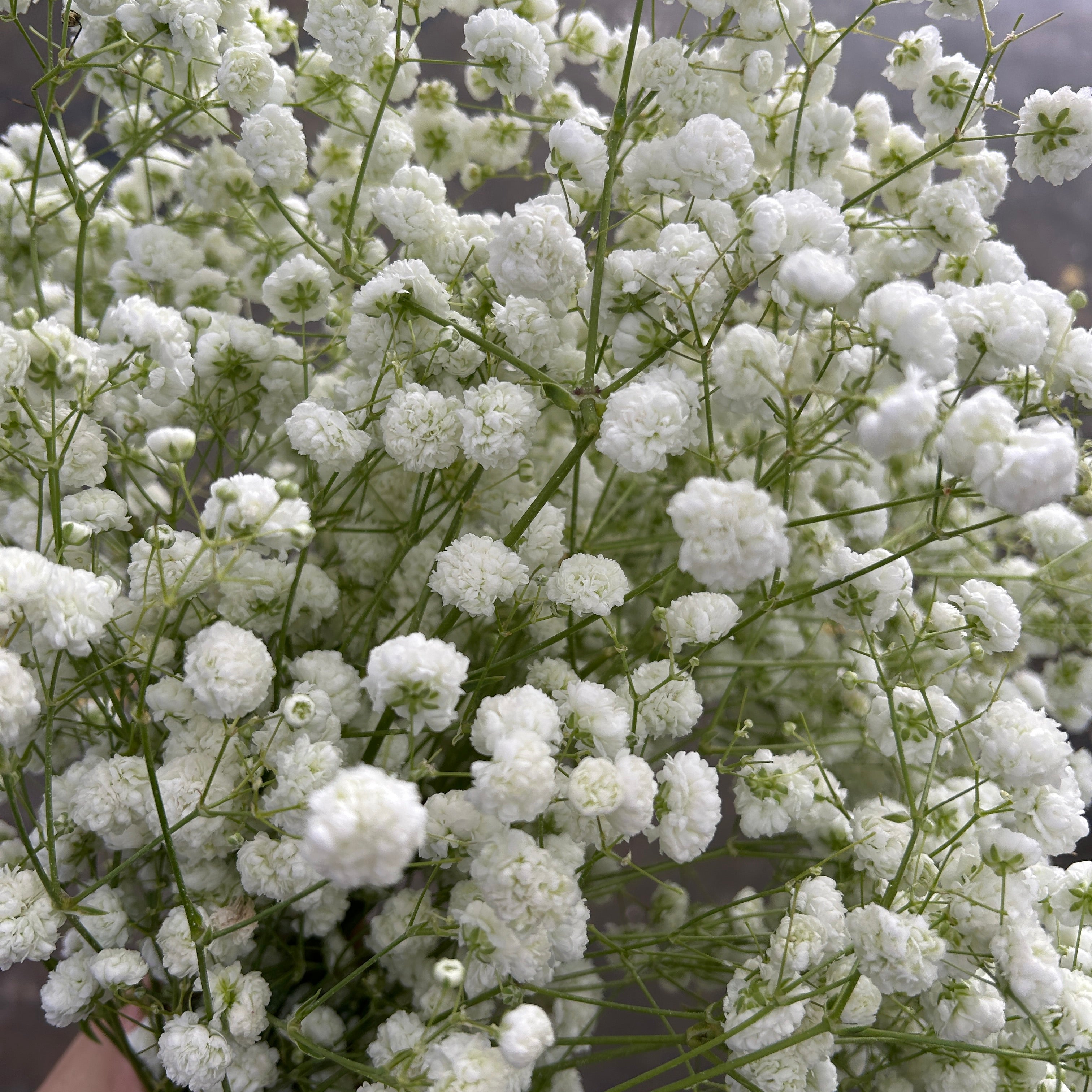 Bouquet of white baby's breath flowers with a blurred background