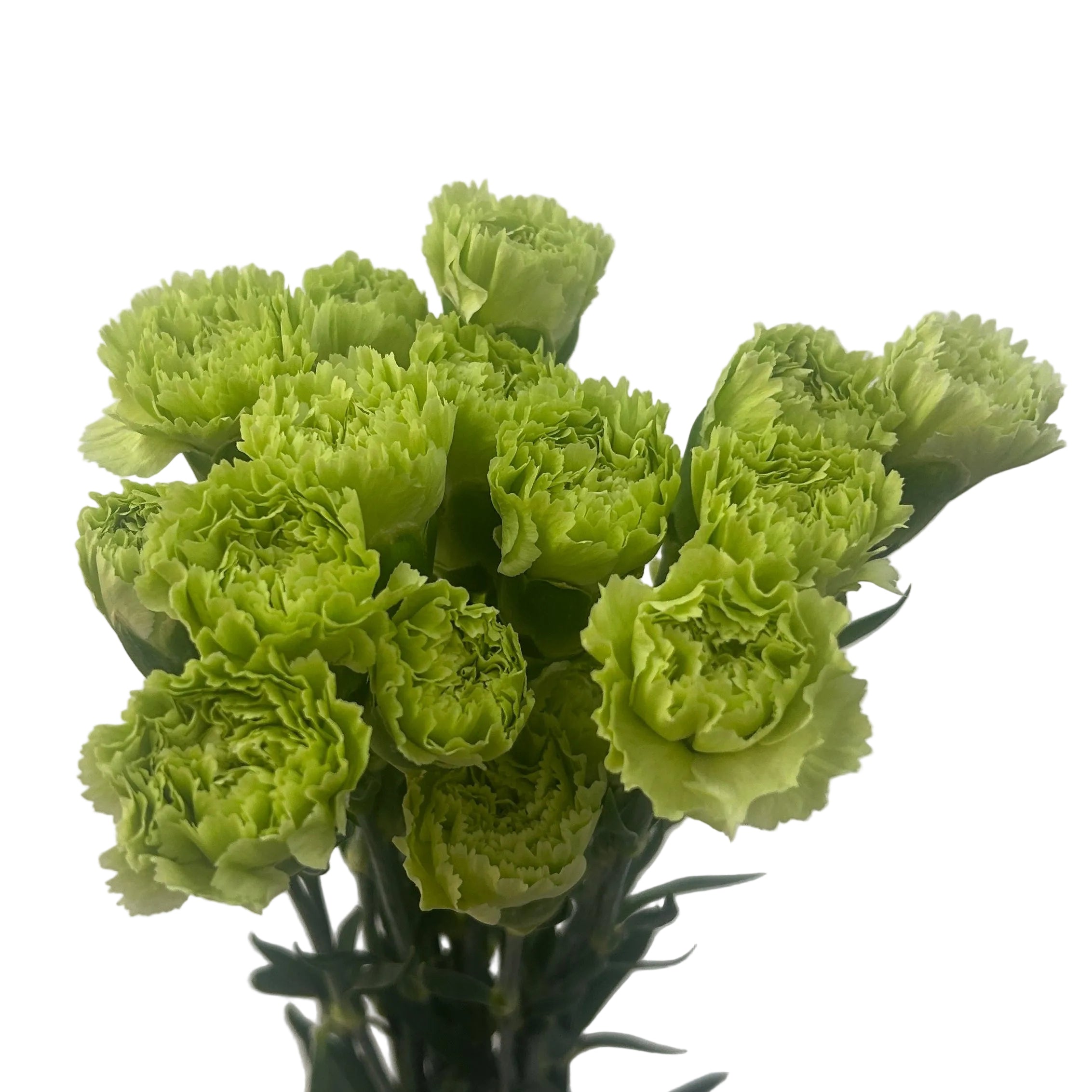 Bouquet of green flowers on a light gray background