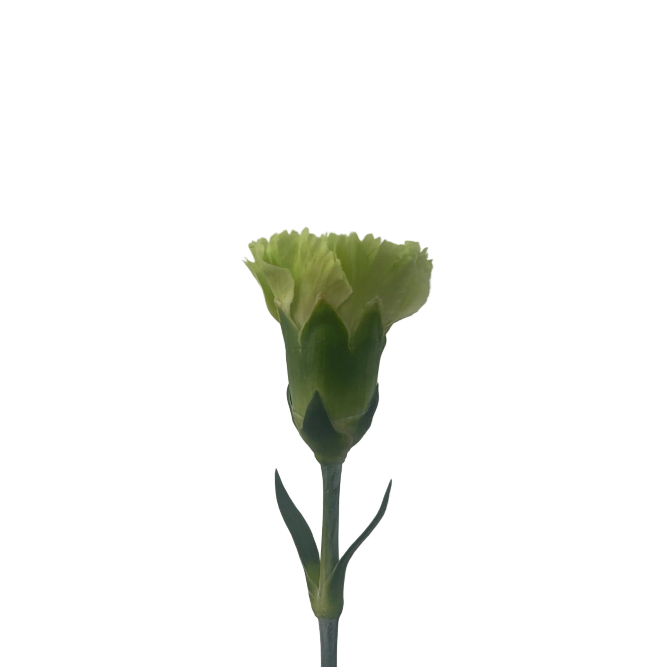 Single green carnation flower on a plain background