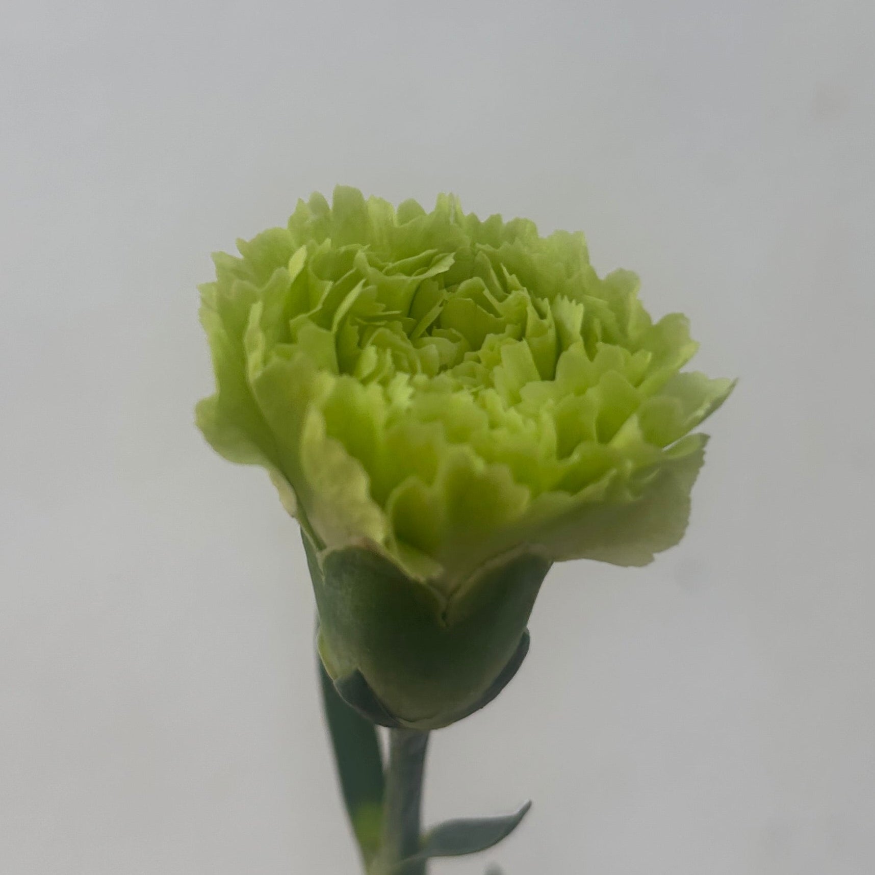 Green carnation flower on a white background