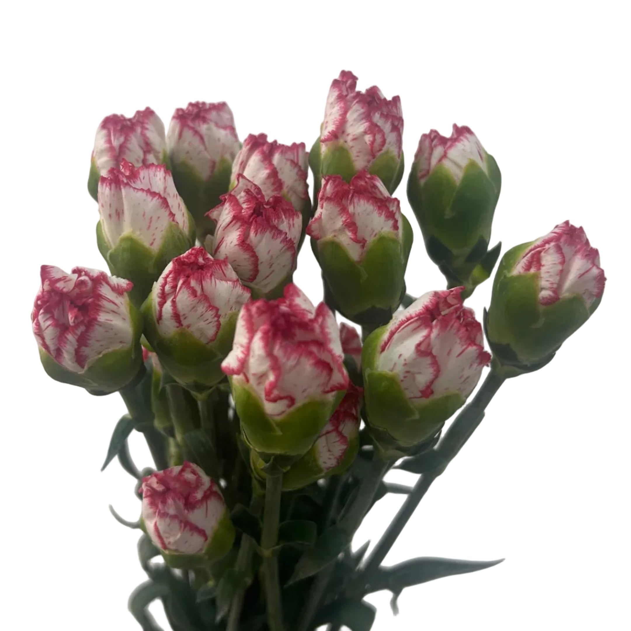 Bouquet of pink and white carnation with green leaves on a light gray background