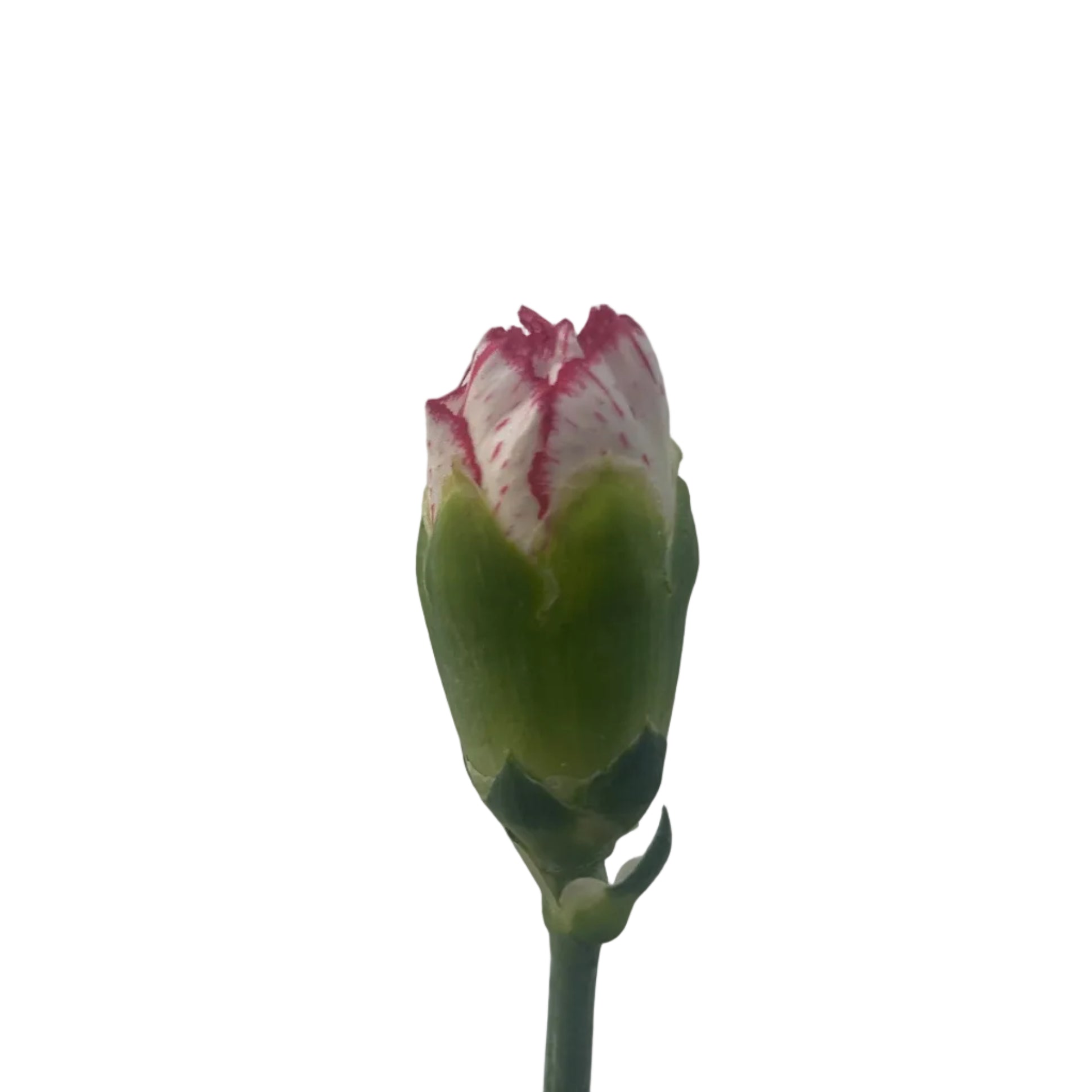 Bud of a carnation flower on a white background