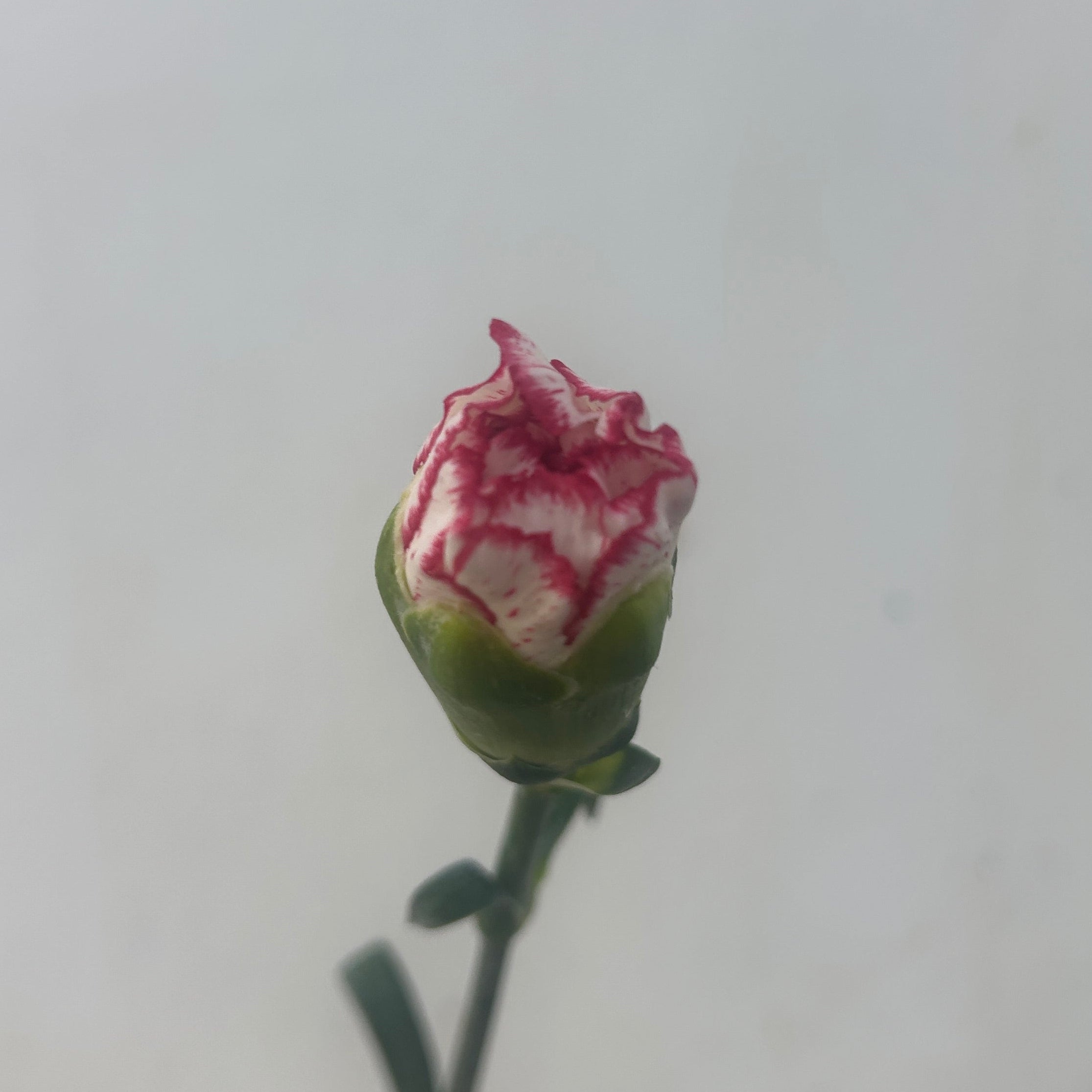 carnation bud with pink and white petals on a light gray background