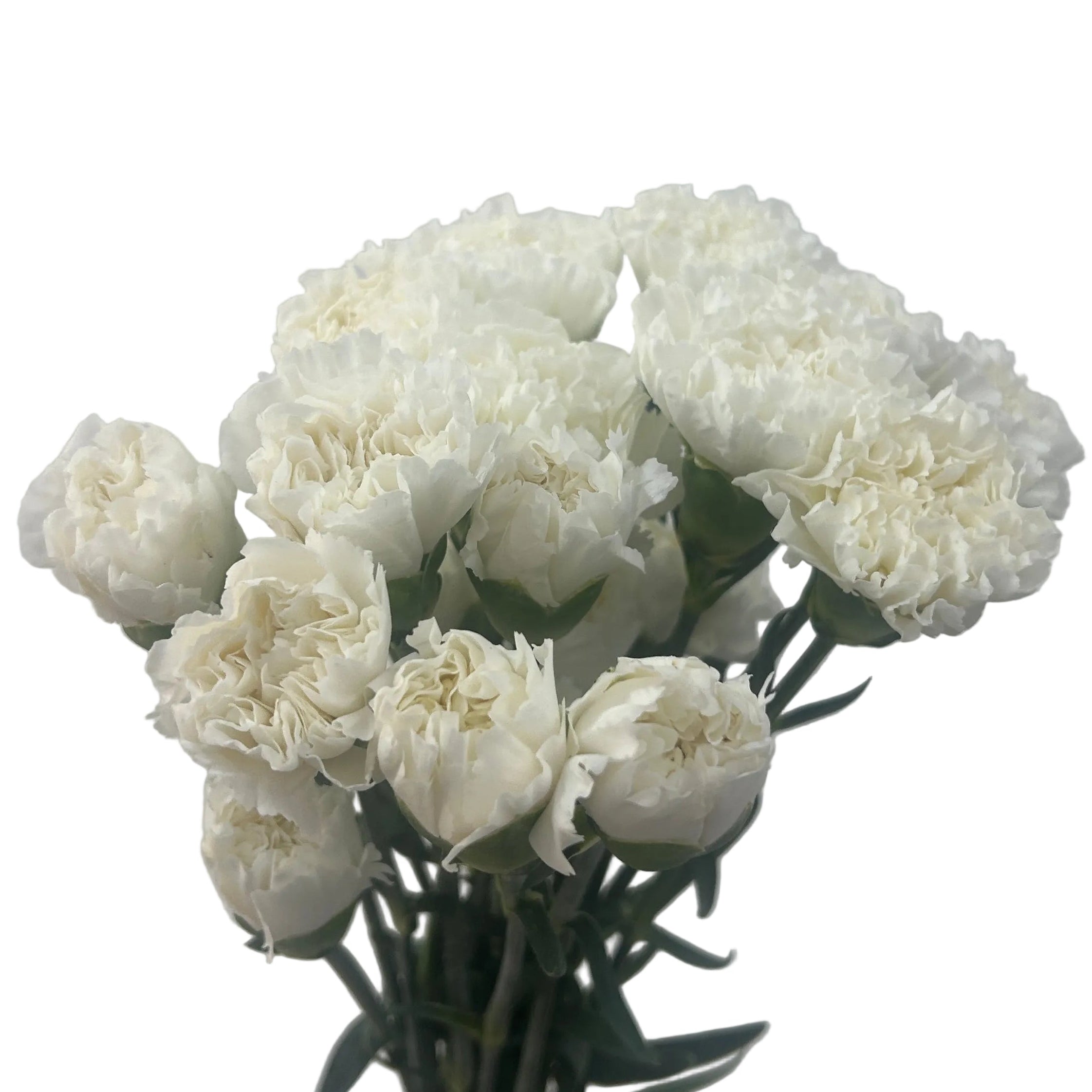 Bouquet of white flowers on a light gray background