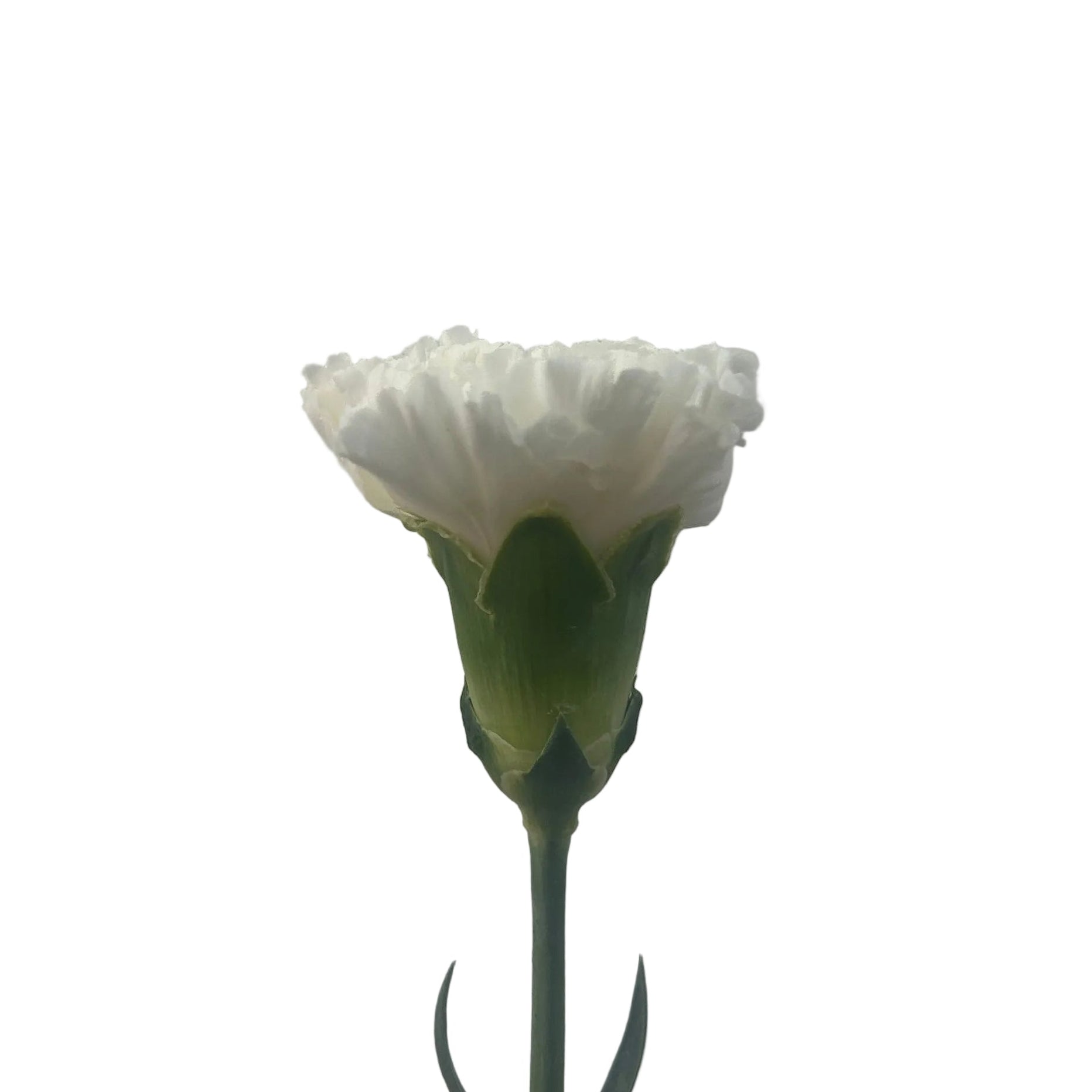Single white carnation flower on a plain background