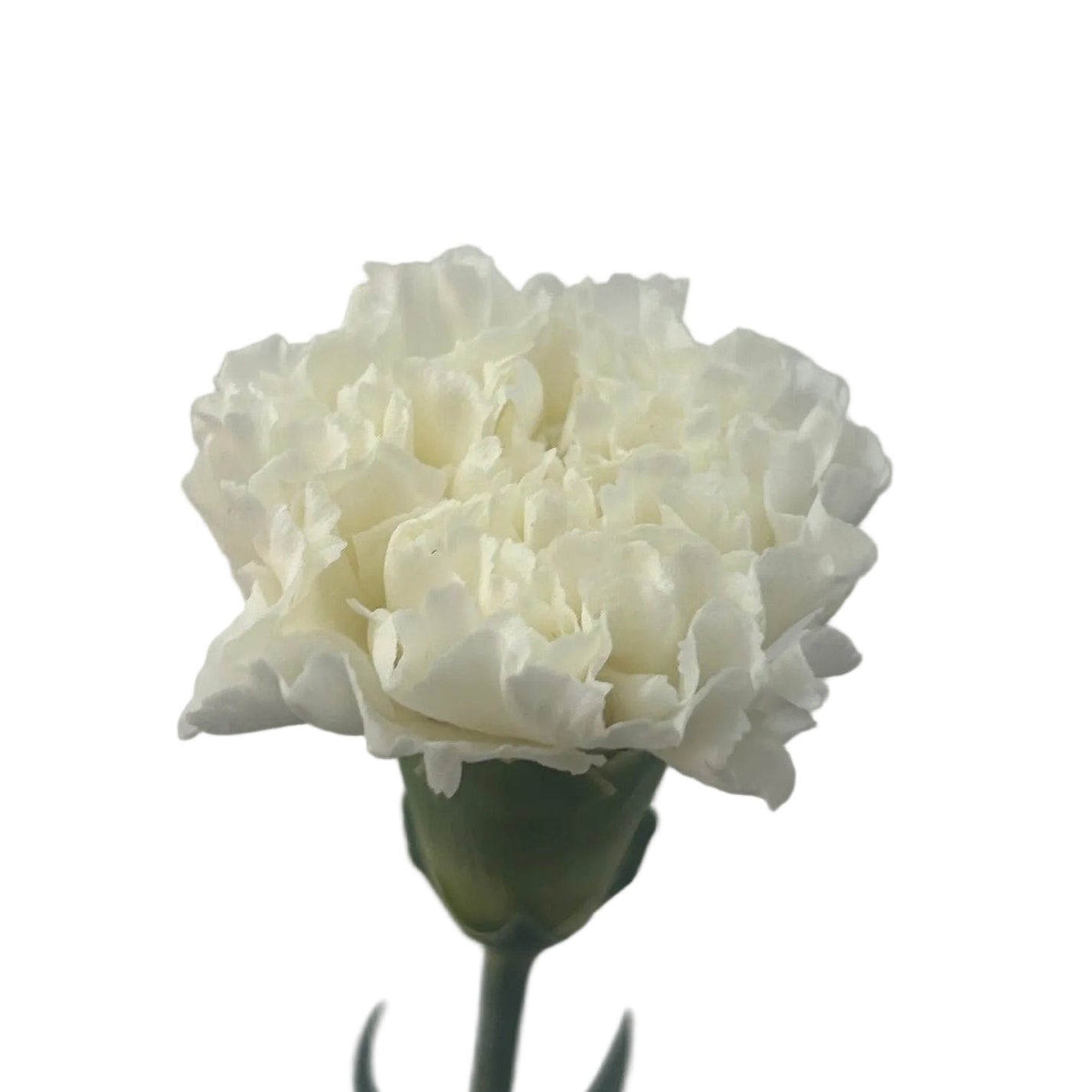 White carnation flower on a white background