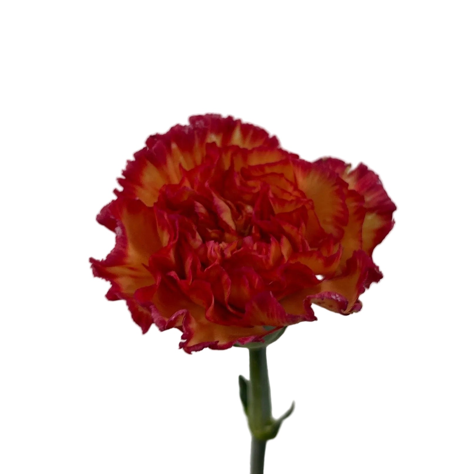 Single red and yellow carnation flower on a plain background