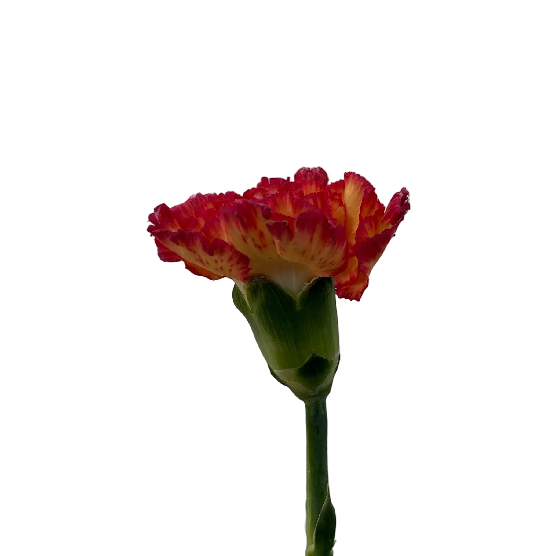 Single red carnation flower on a plain background