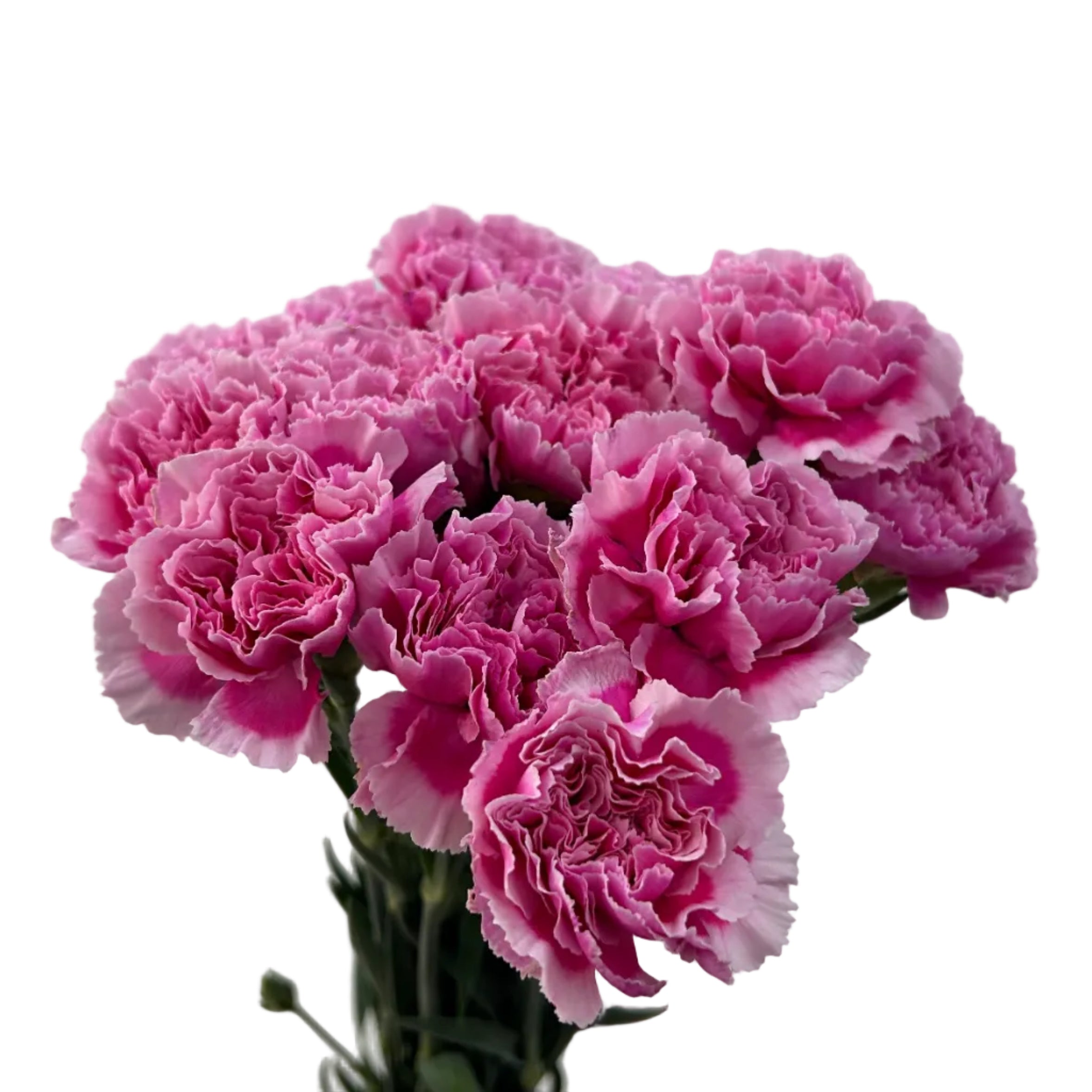 Bouquet of pink carnations on a light gray background