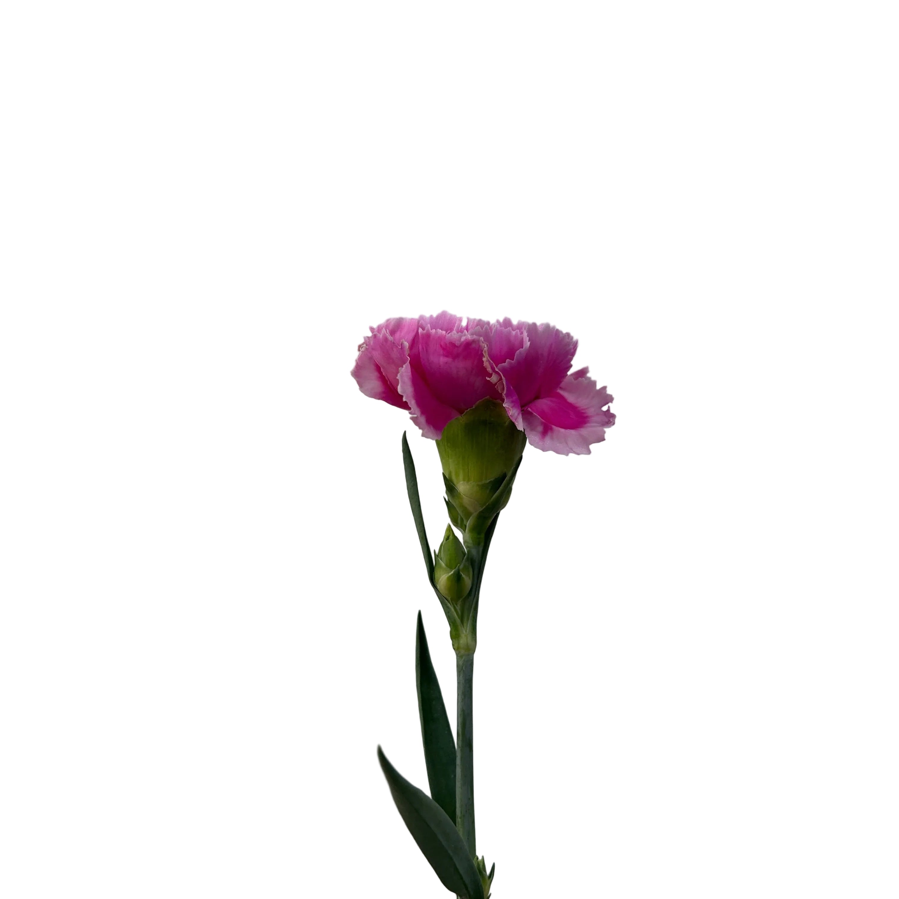 Single pink carnation flower with a green bud against a plain background