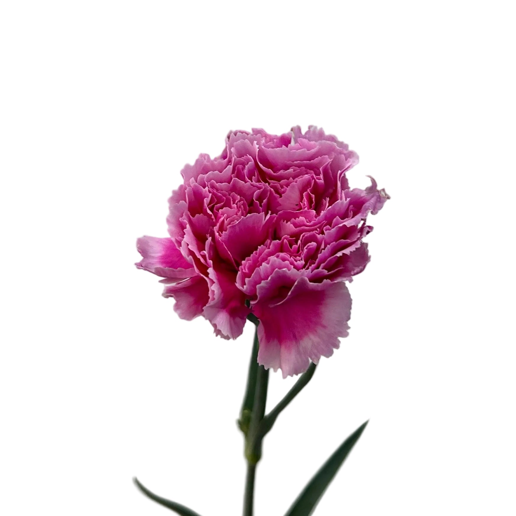 Single pink carnation flower against a plain background