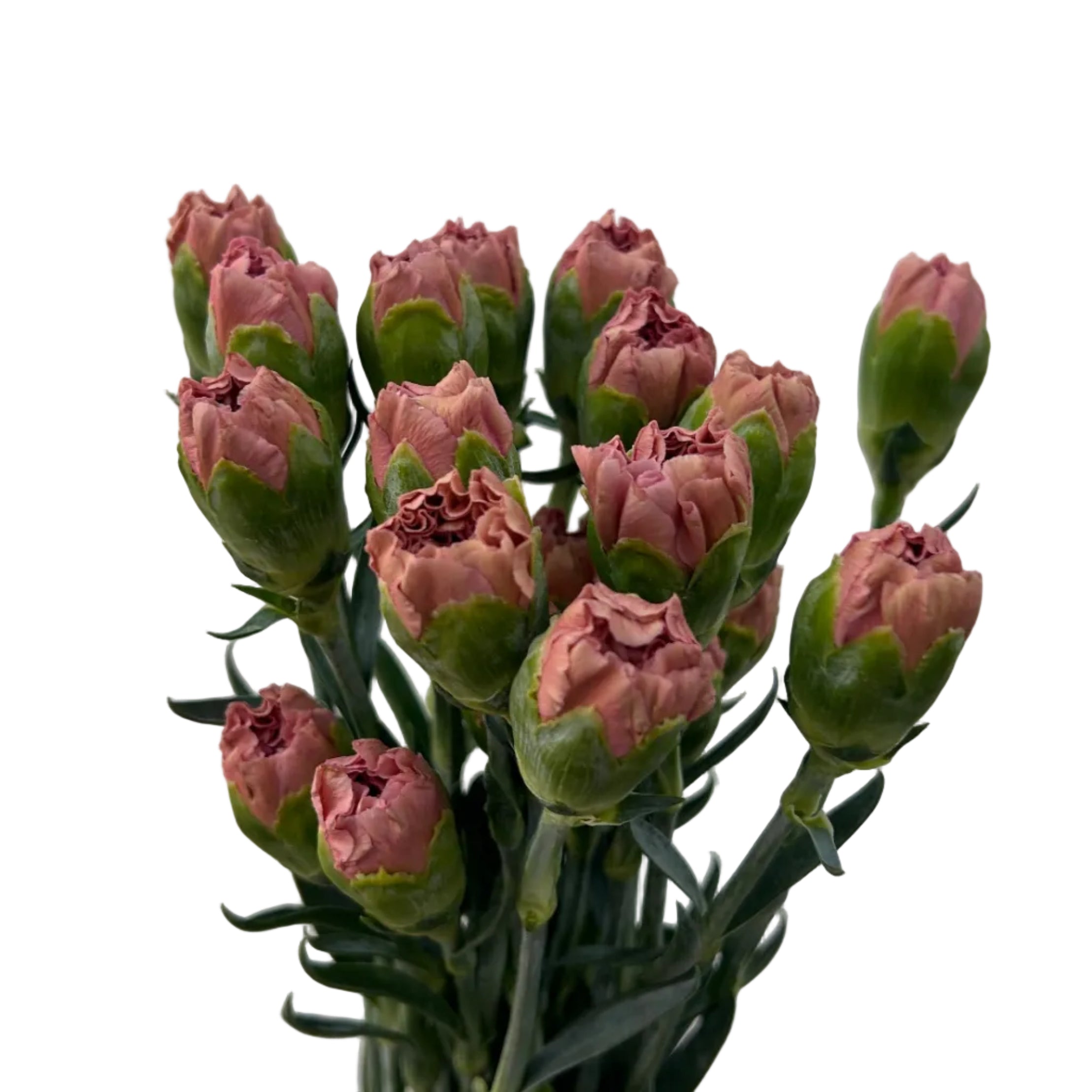 Bouquet of carnation cappuccion buds on a plain background