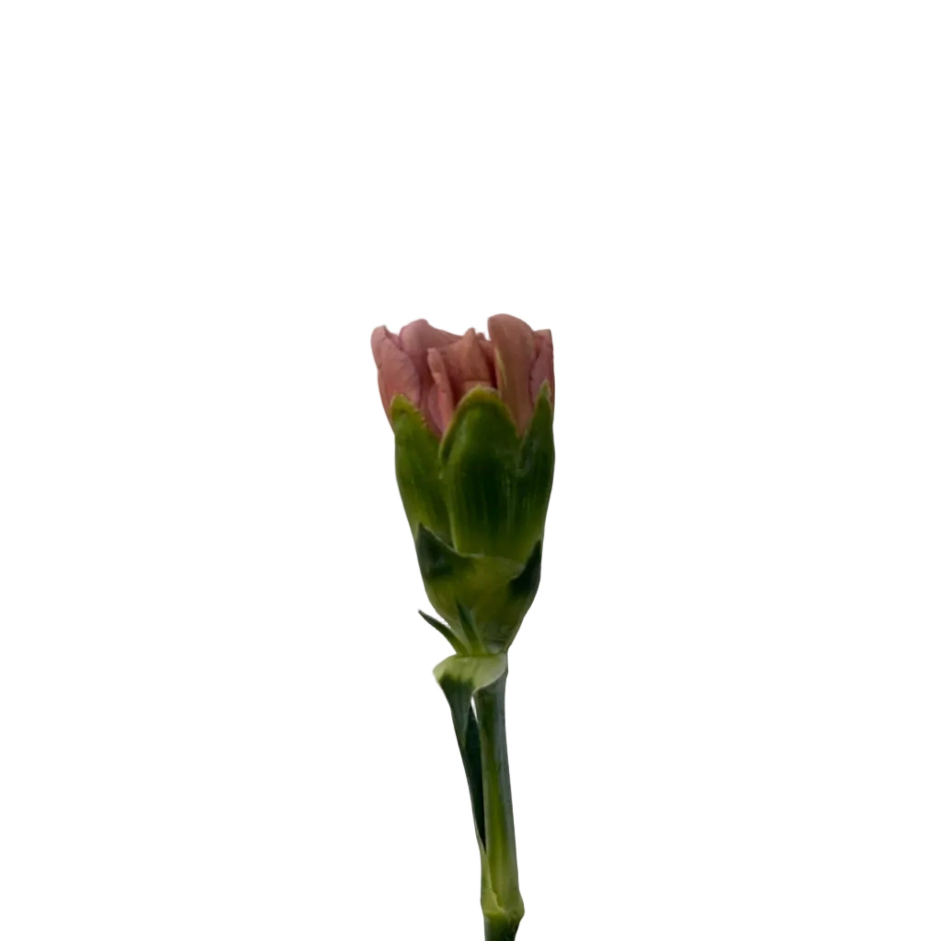carnation cappuccino on a white background