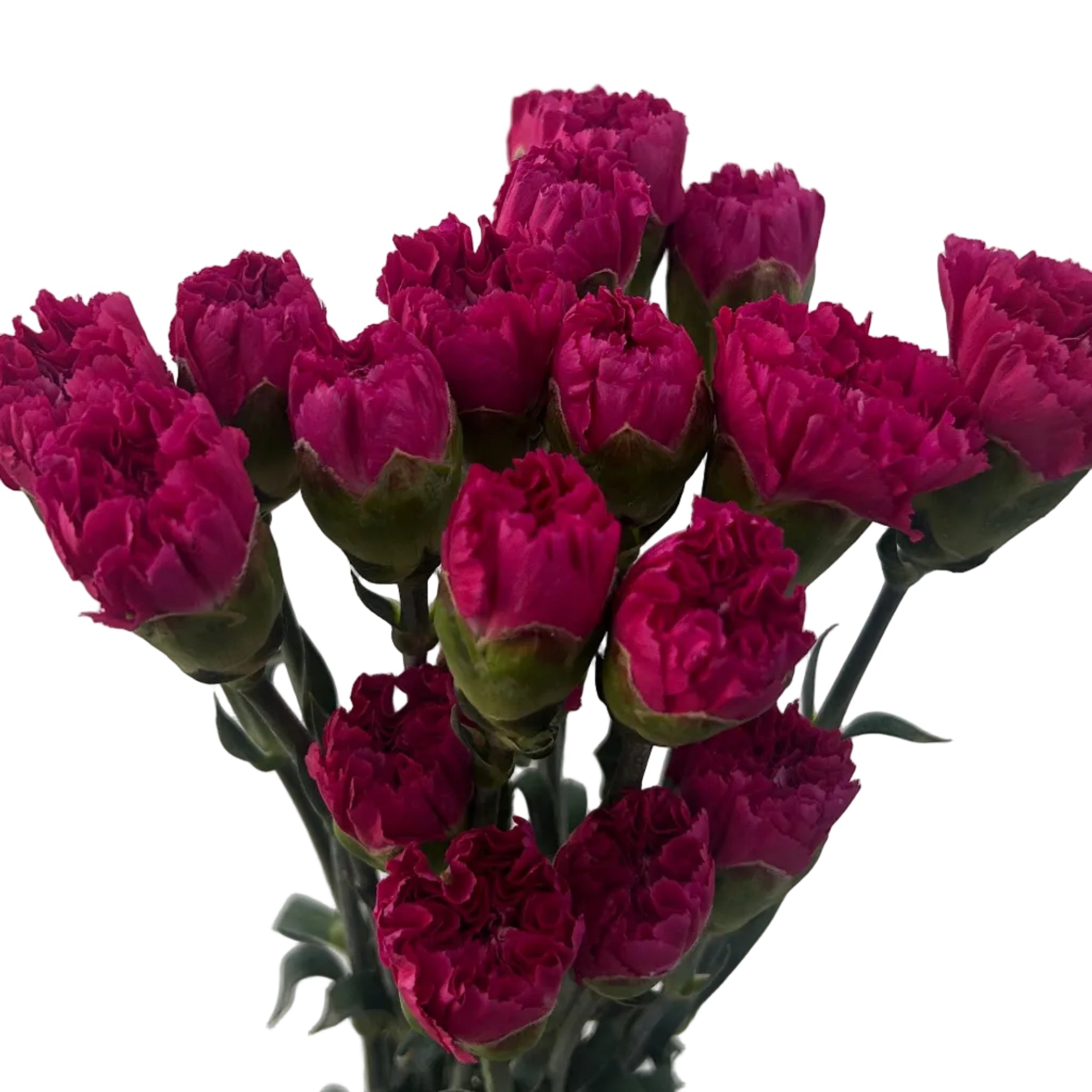 Bouquet of pink carnations on a light gray background