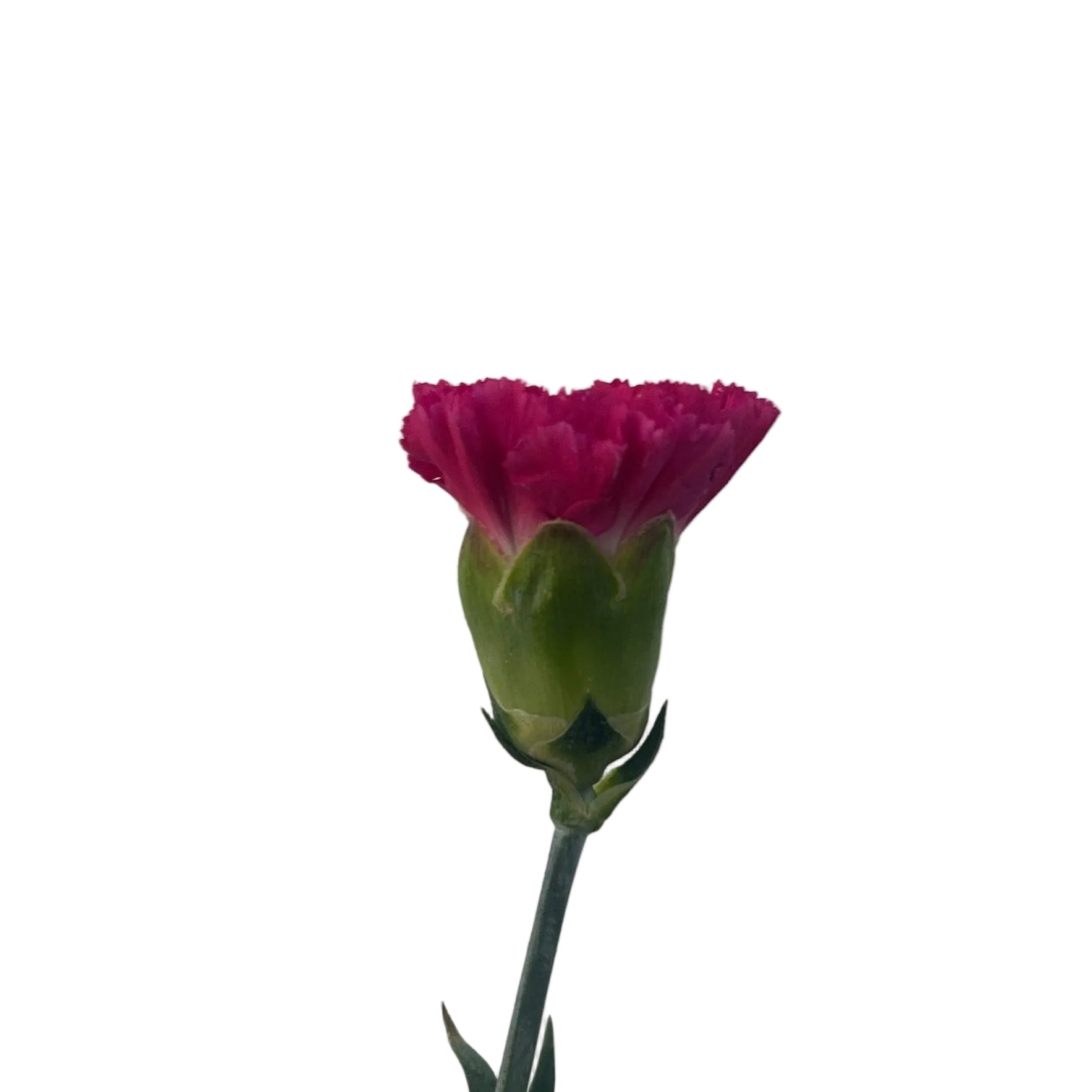 Single pink flower with green stem against a plain background