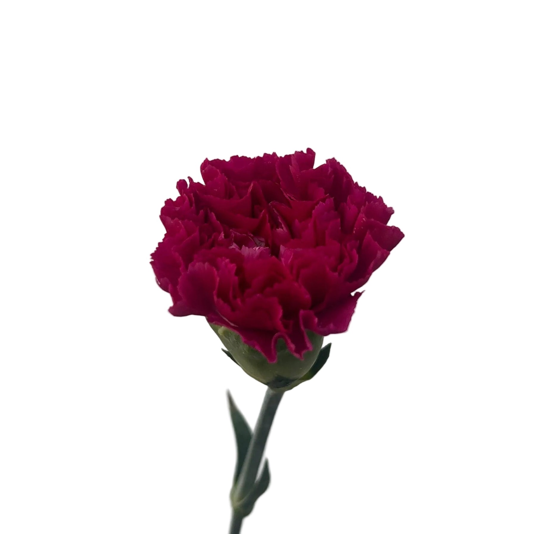 Single red carnation flower on a light gray background