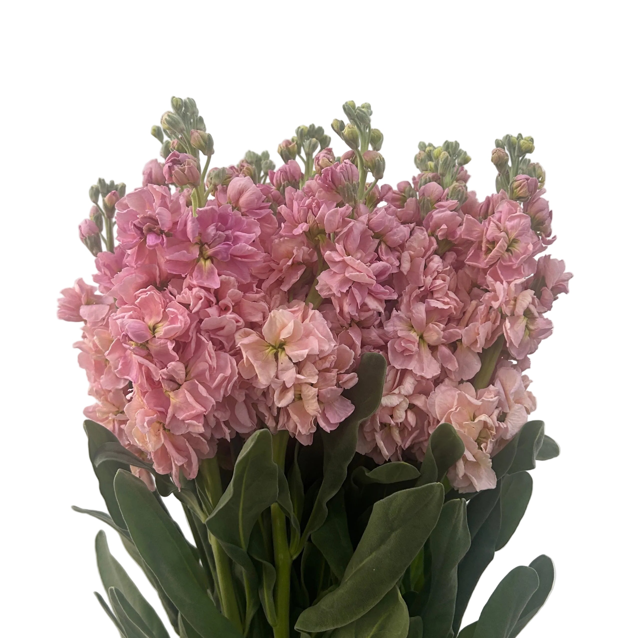 pink matthiola with green leaves on a light gray background