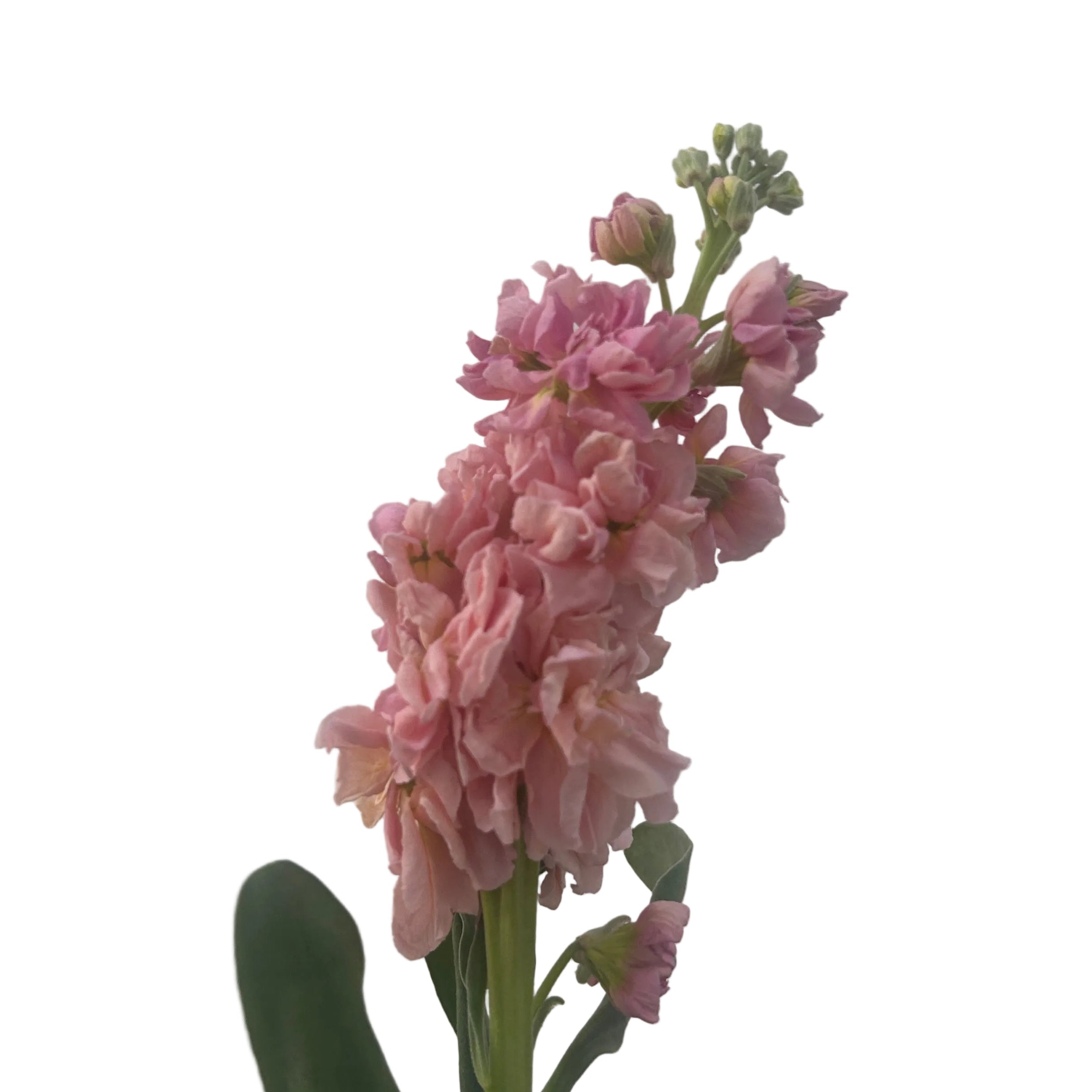 Pink matthiola with green leaves against a light gray background