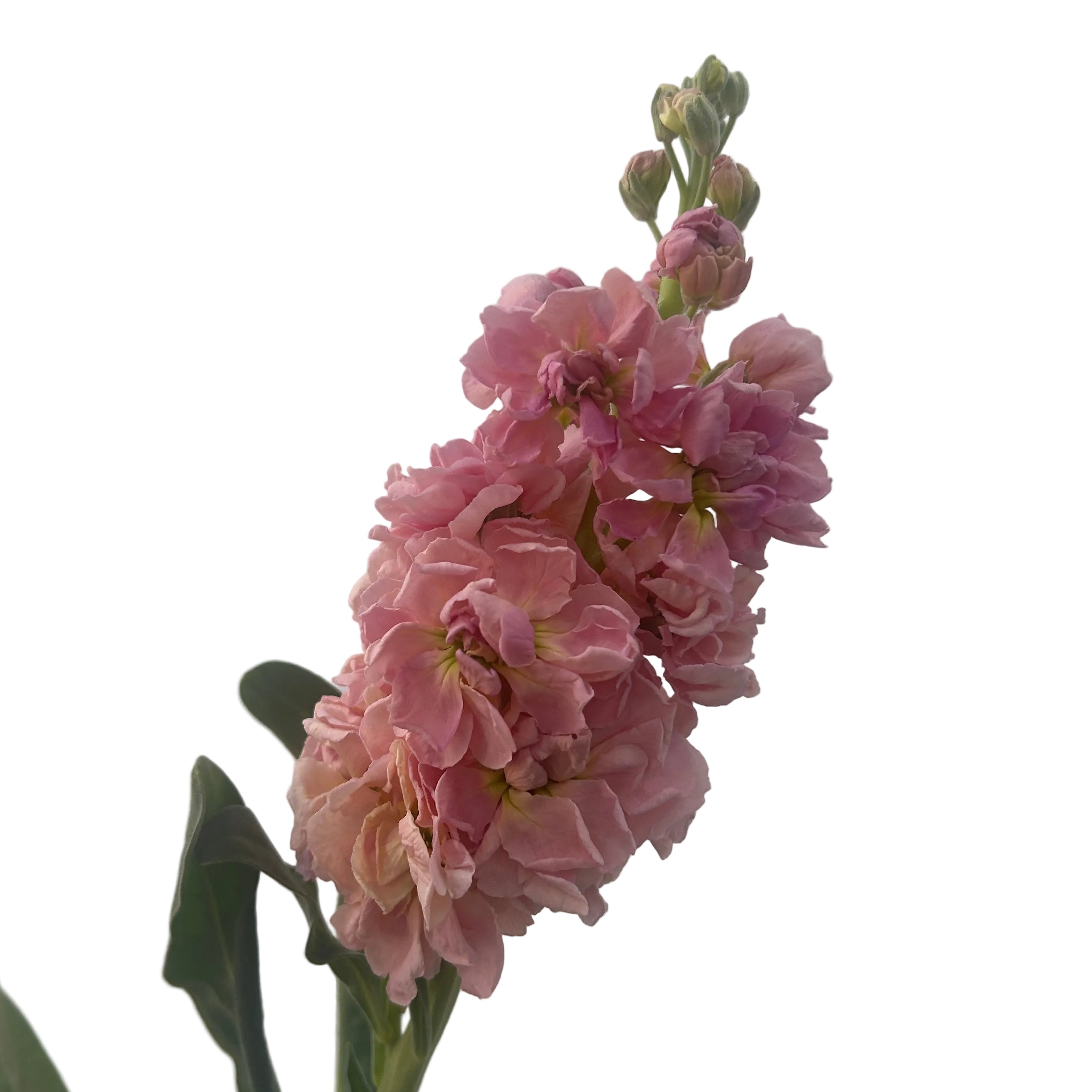 Pink matthiola with green leaves against a light gray background