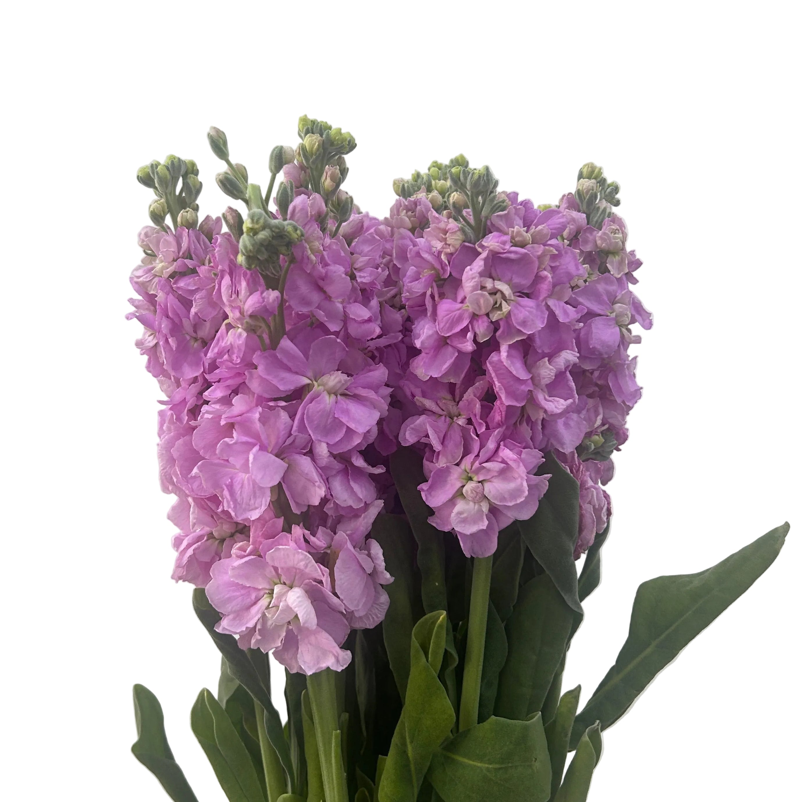 Bouquet of purple flowers with green leaves on a light gray background