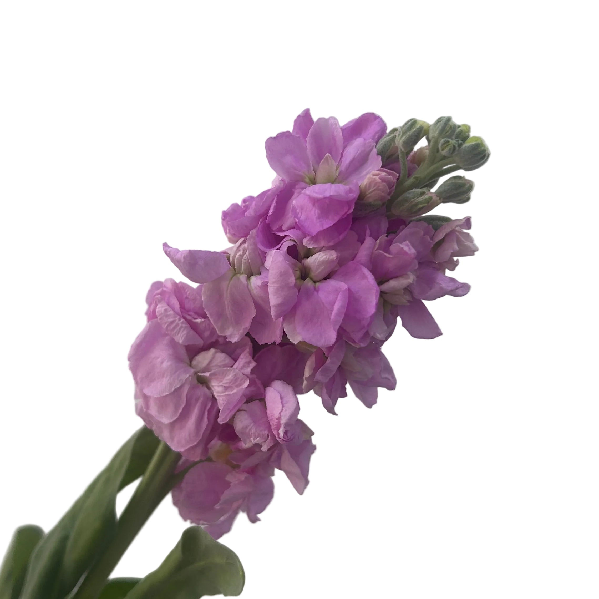 Bouquet of purple flowers with green stems on a light gray background