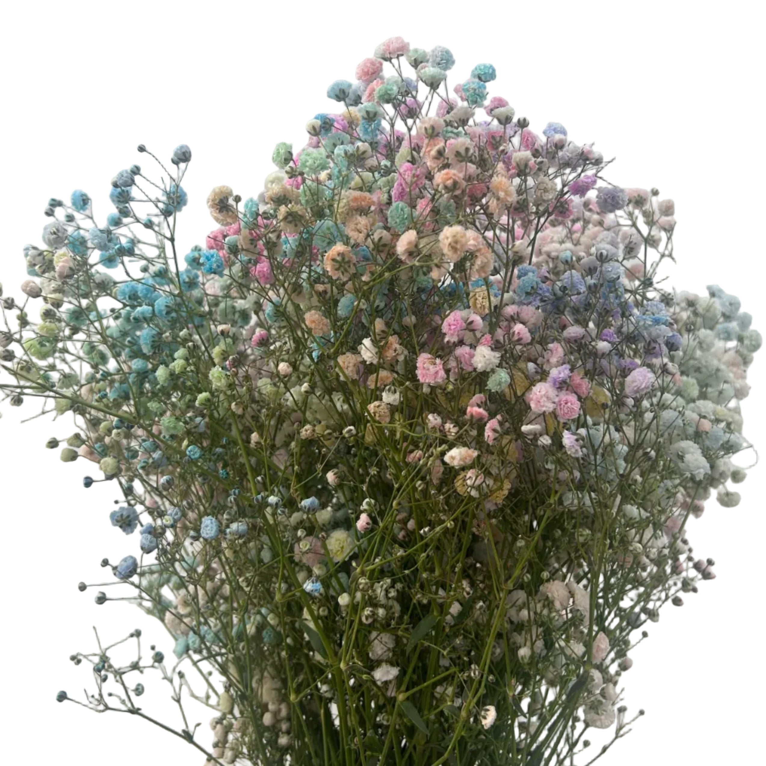 Bouquet of pastel-colored gypsophila flowers against a light gray background